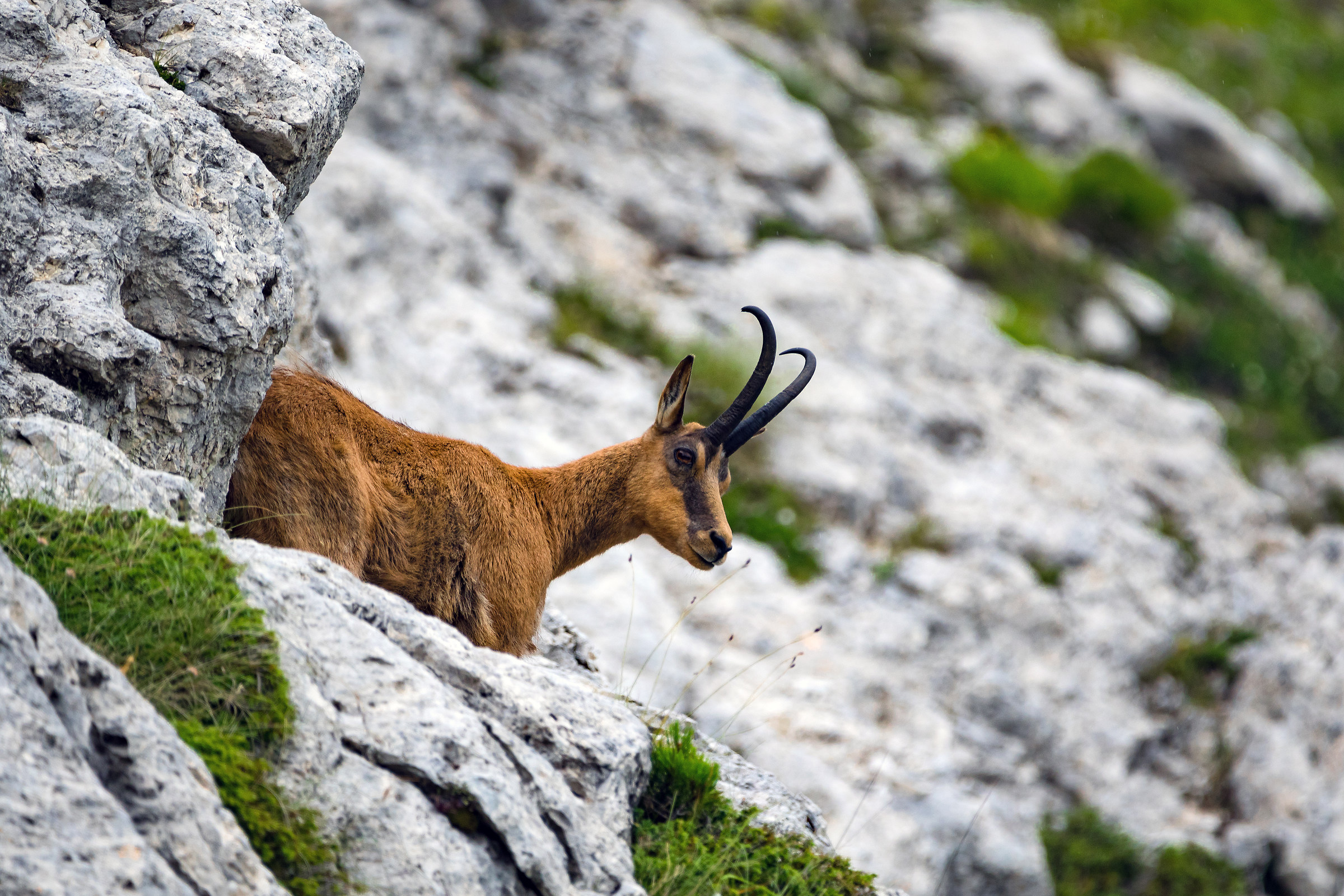 Camoscio d'Abruzzo...