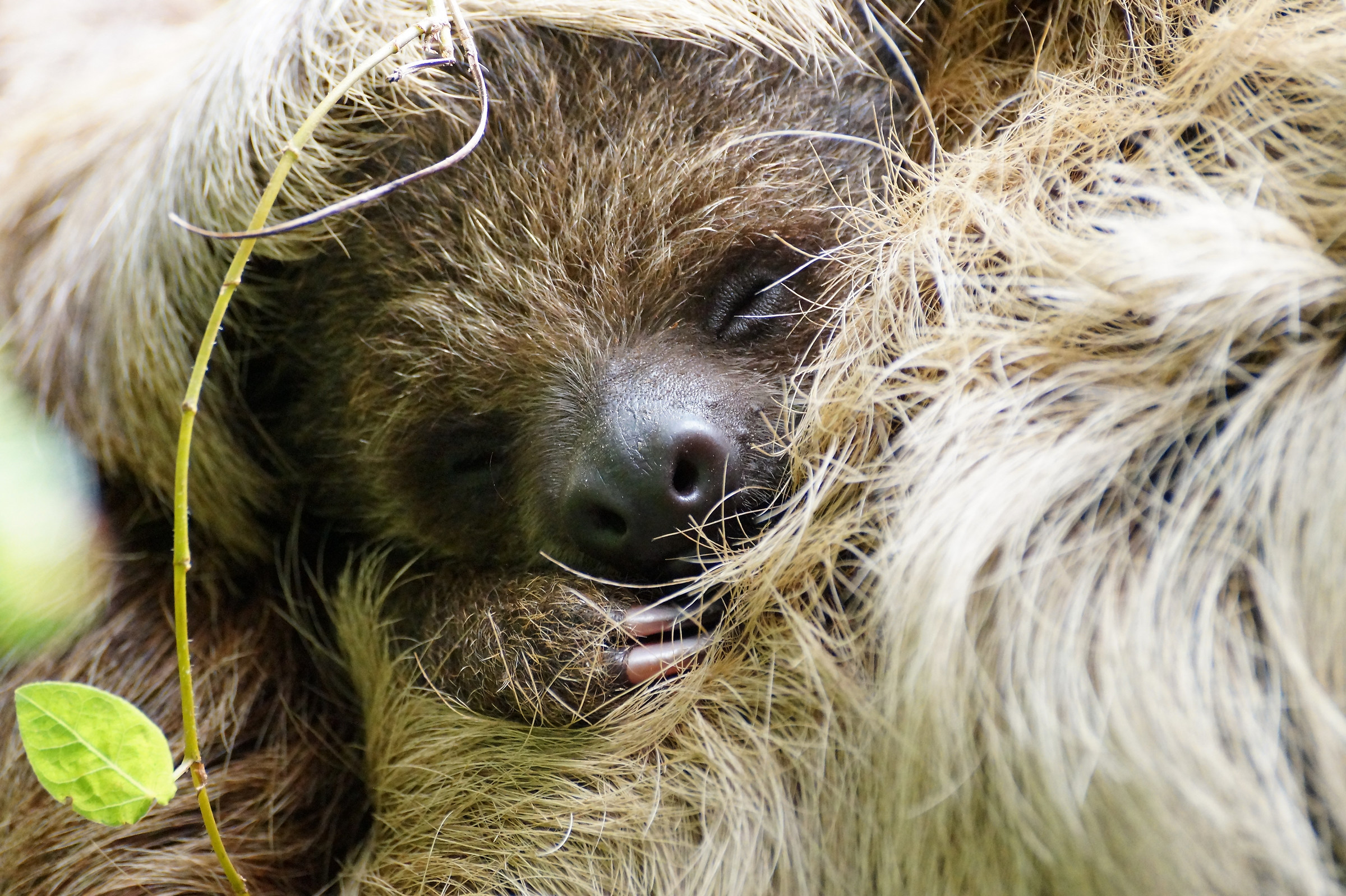 Three-legged sloth...