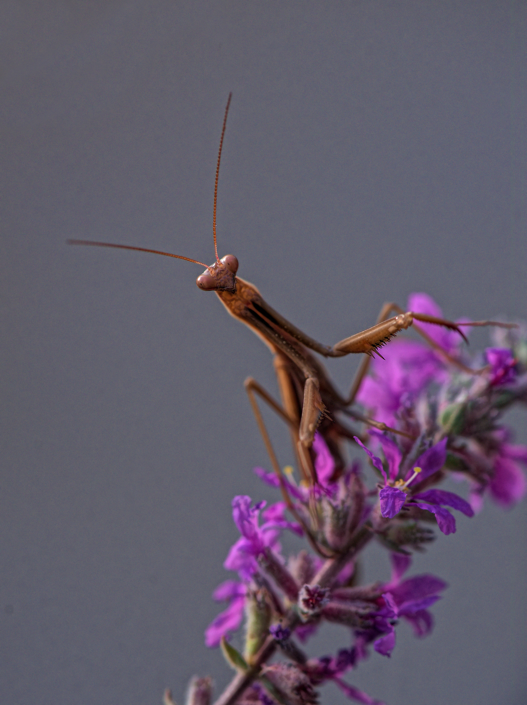 Mantide religiosa...