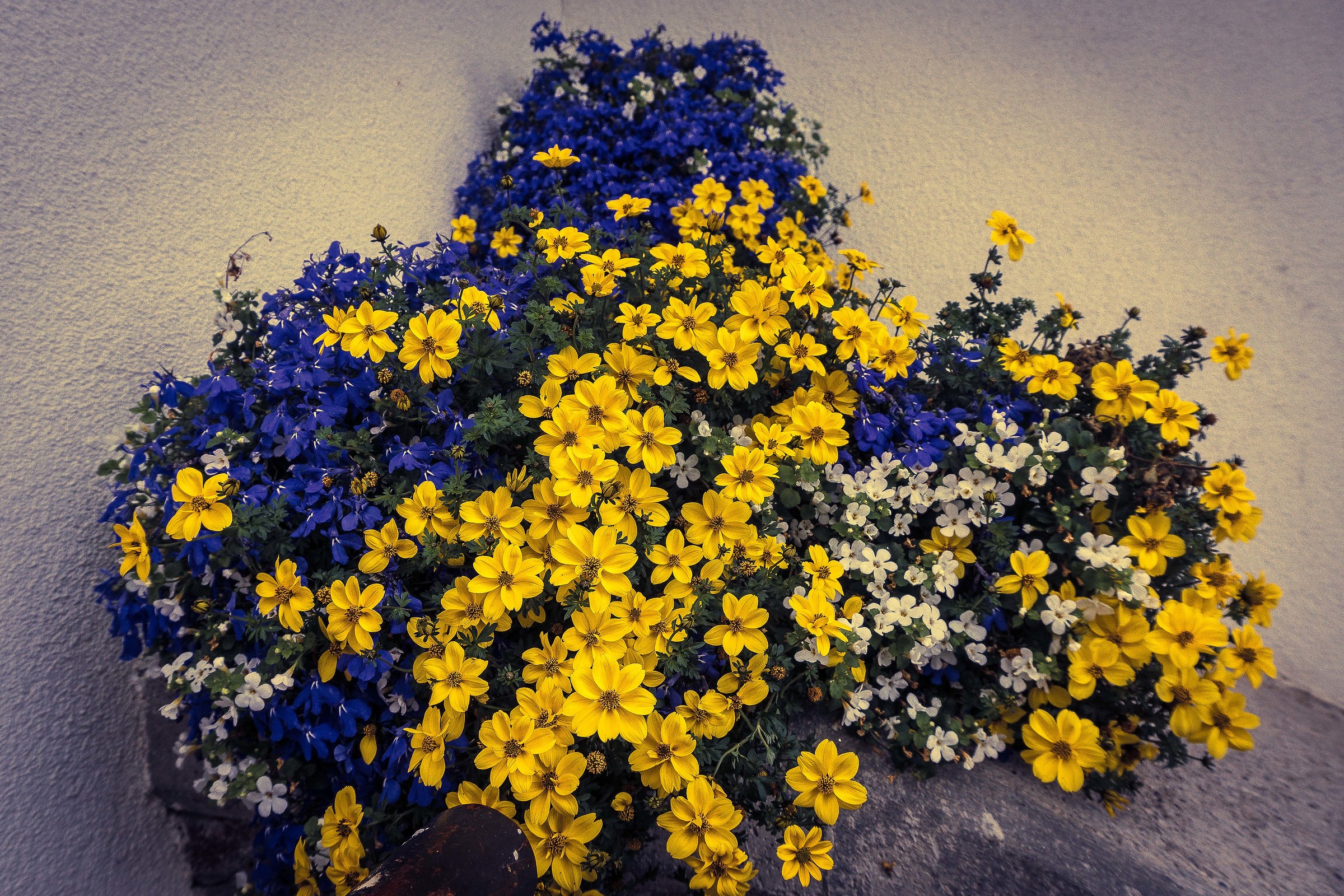 Fleurs 1...