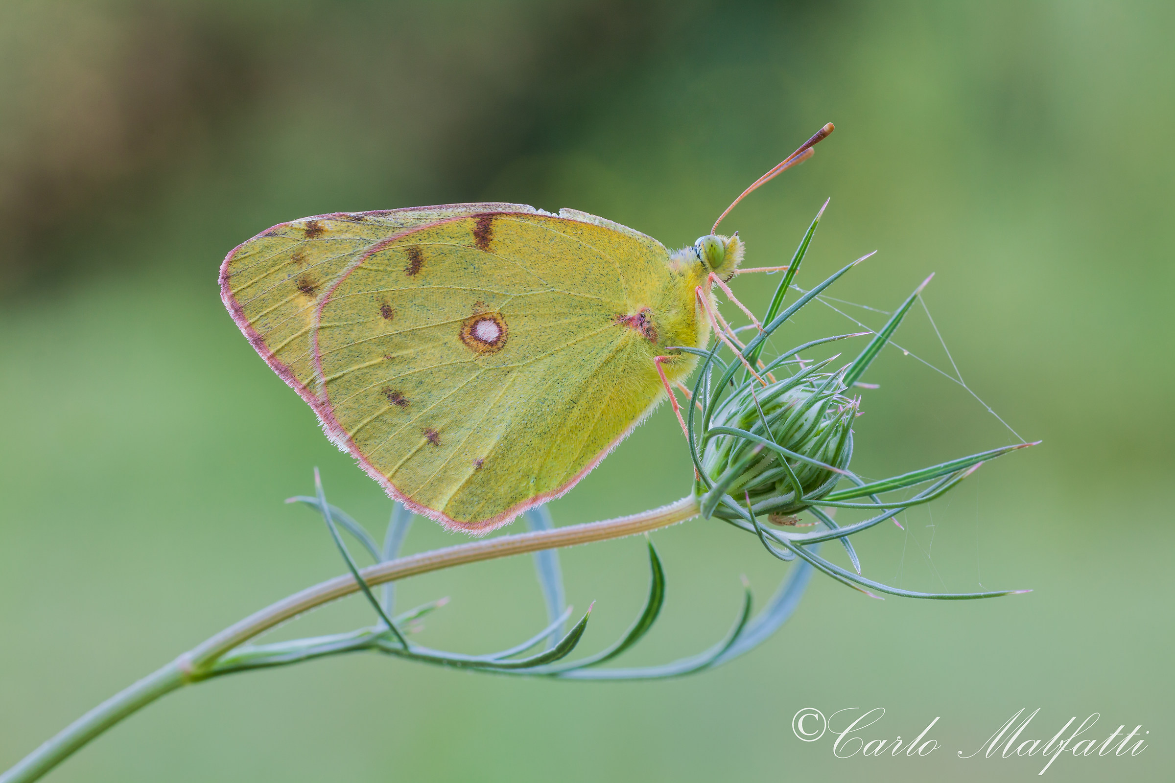 Other Wonderful Colias...