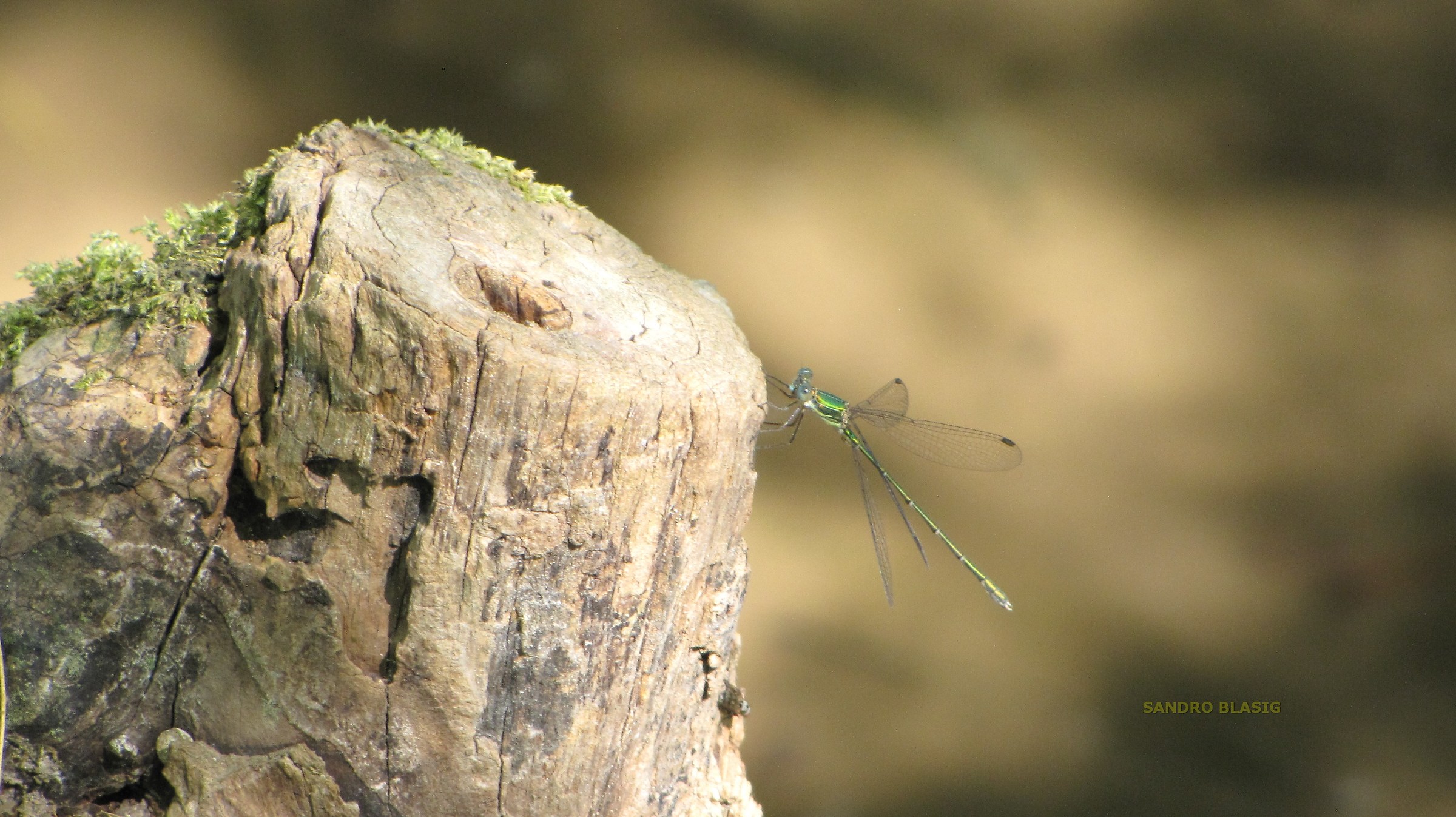 Dragonfly...