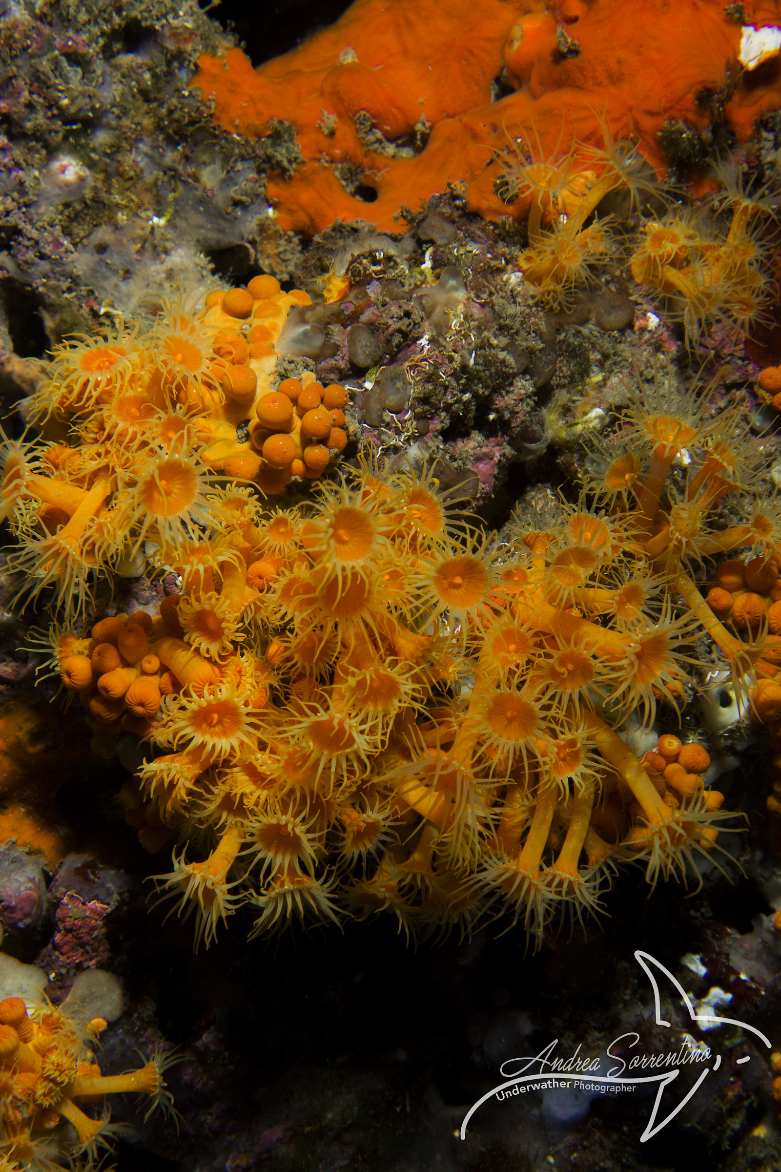 Sea Daisies...