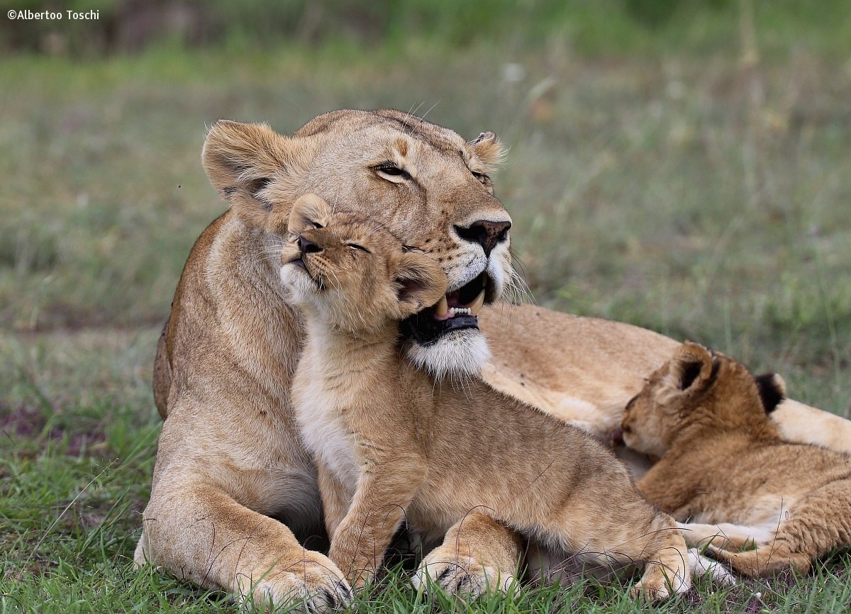 Cub with Mom ...