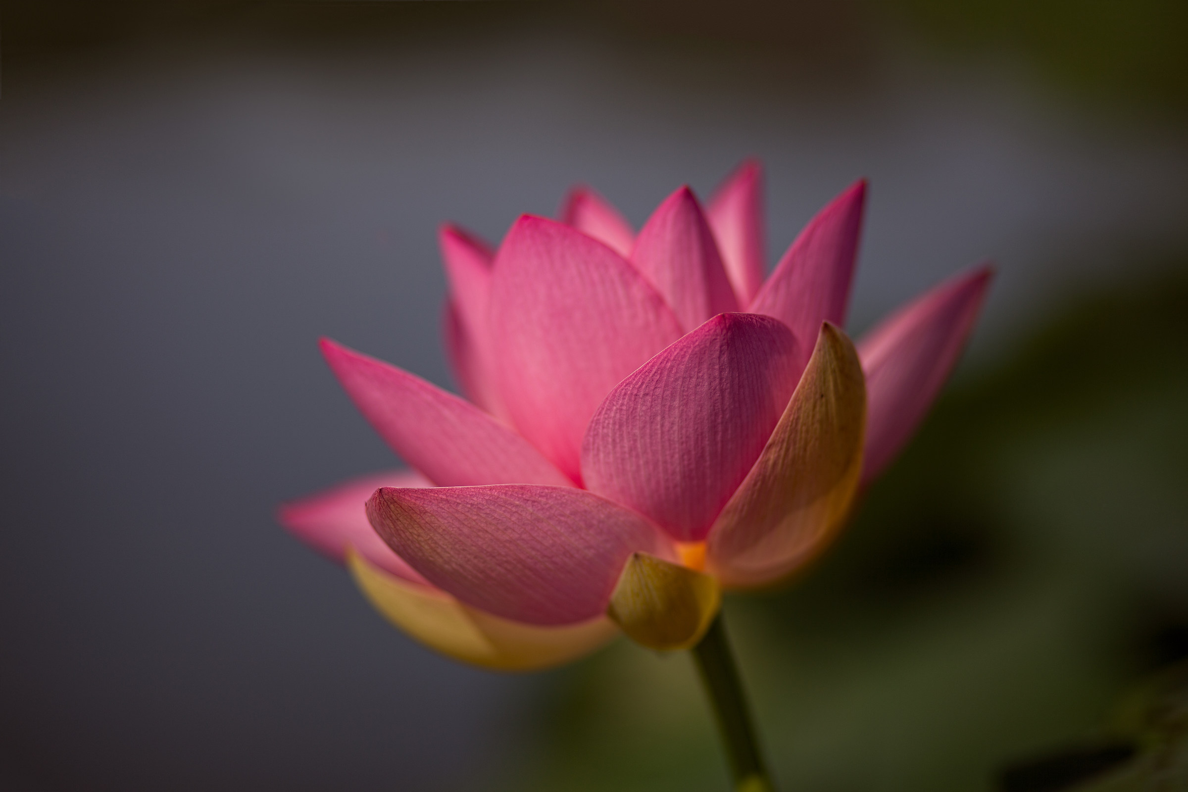 Lotus...