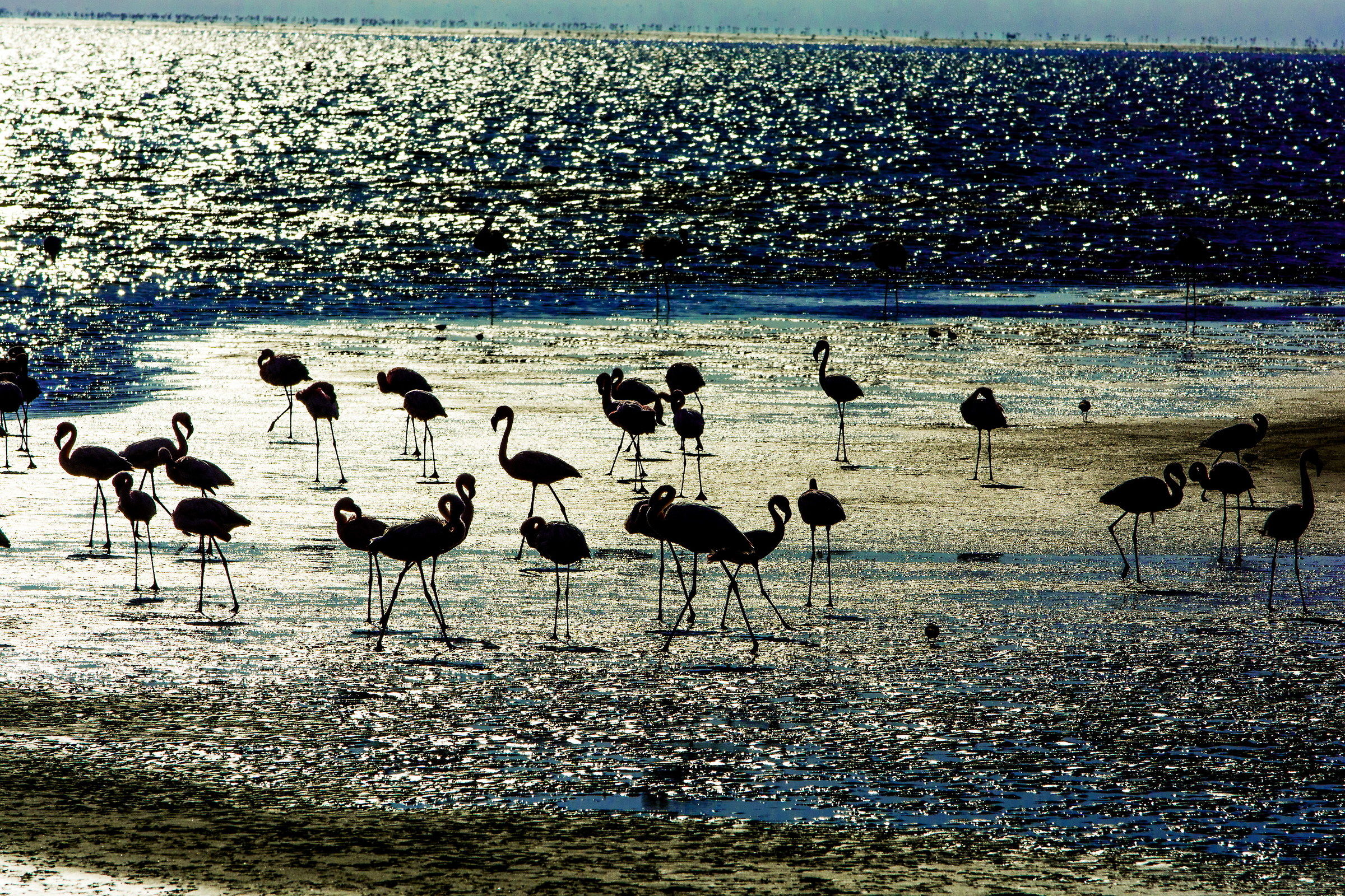 Namibia-Welvis Bay-Pink Flamingos  ...