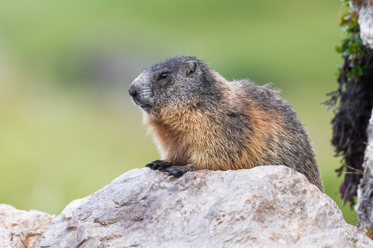 Marmot of the Alps of Lookout......