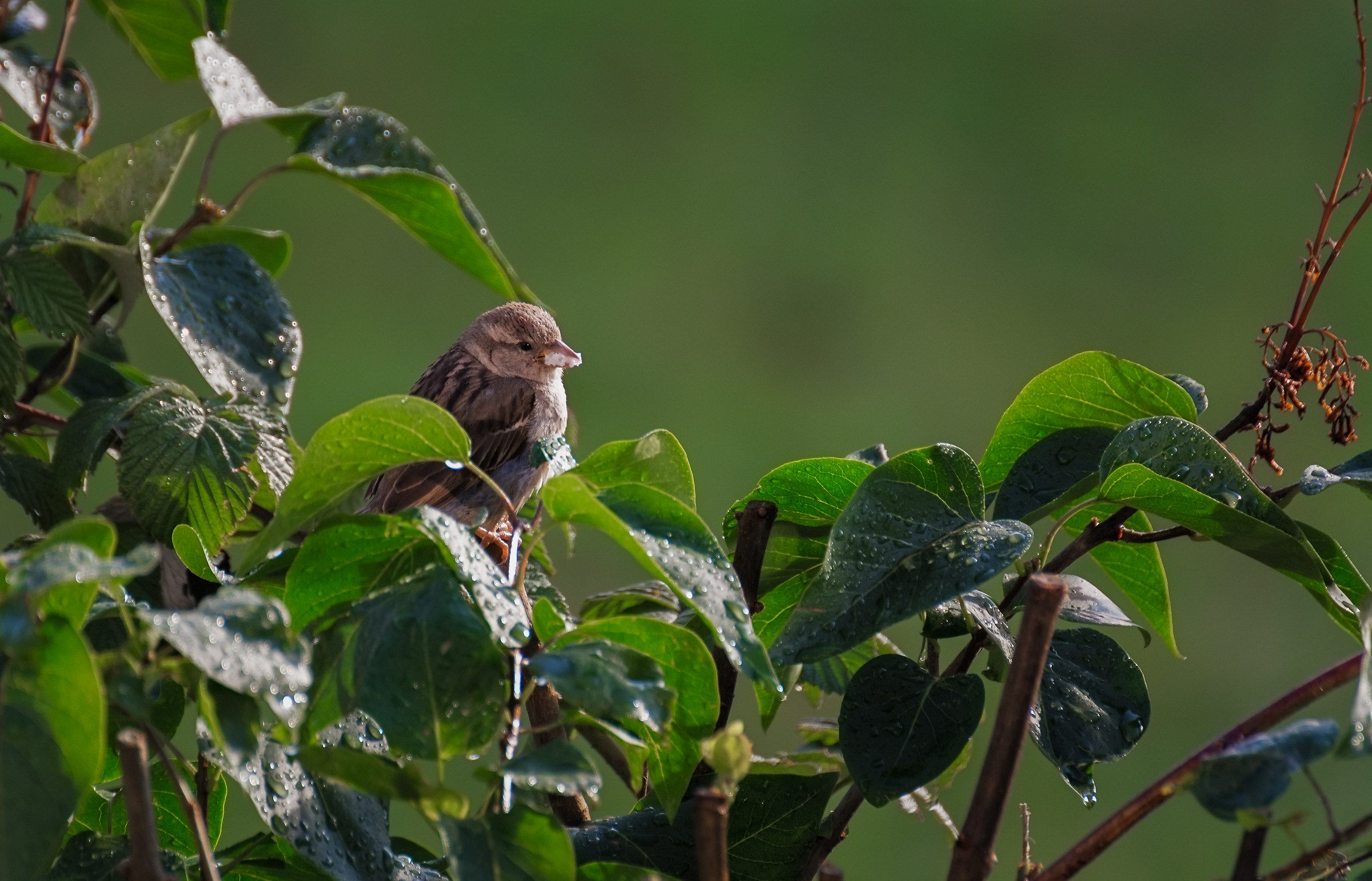 Lonely Sparrow.......