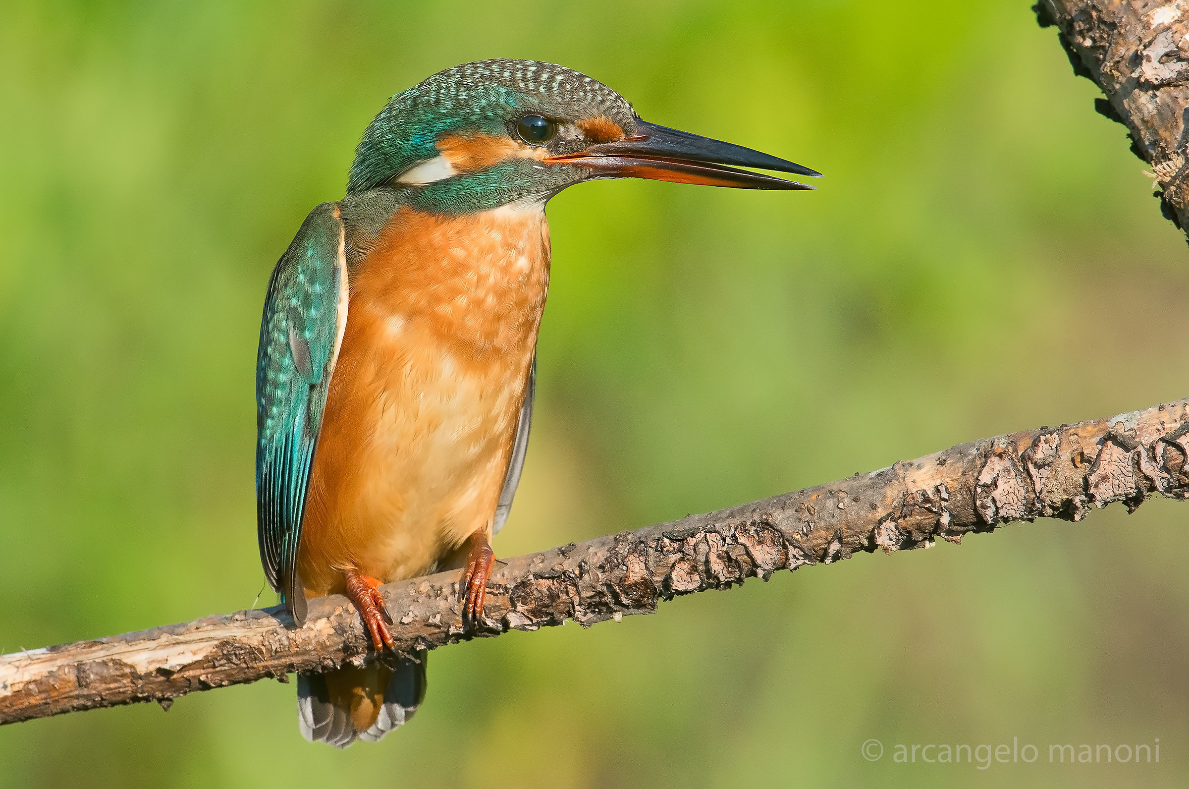 Alcedo atthis (female)...