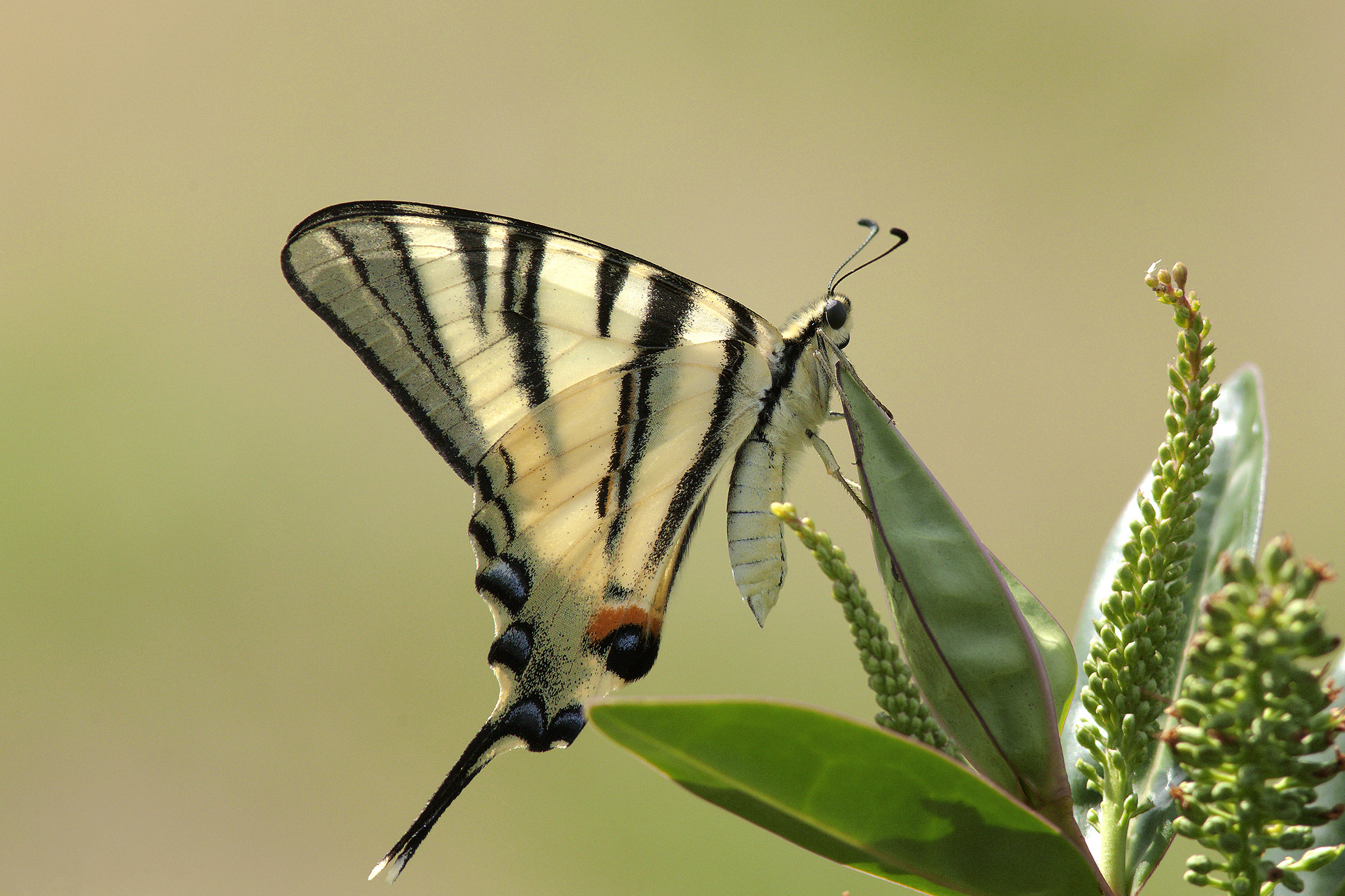The Papilio machaon...
