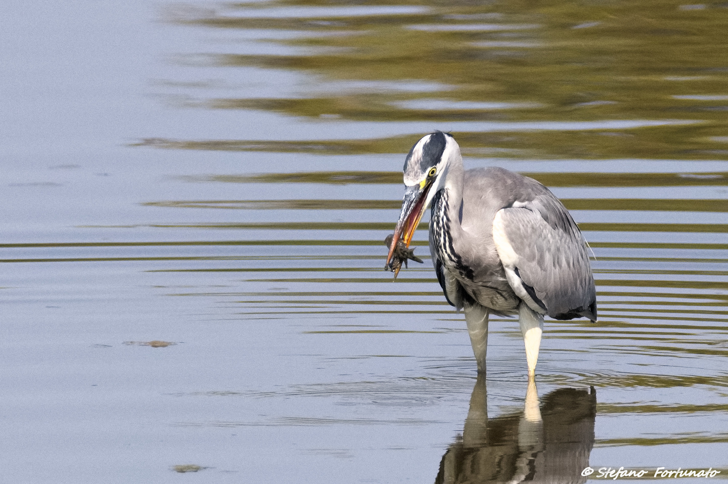 Grey Heron with Prey ...