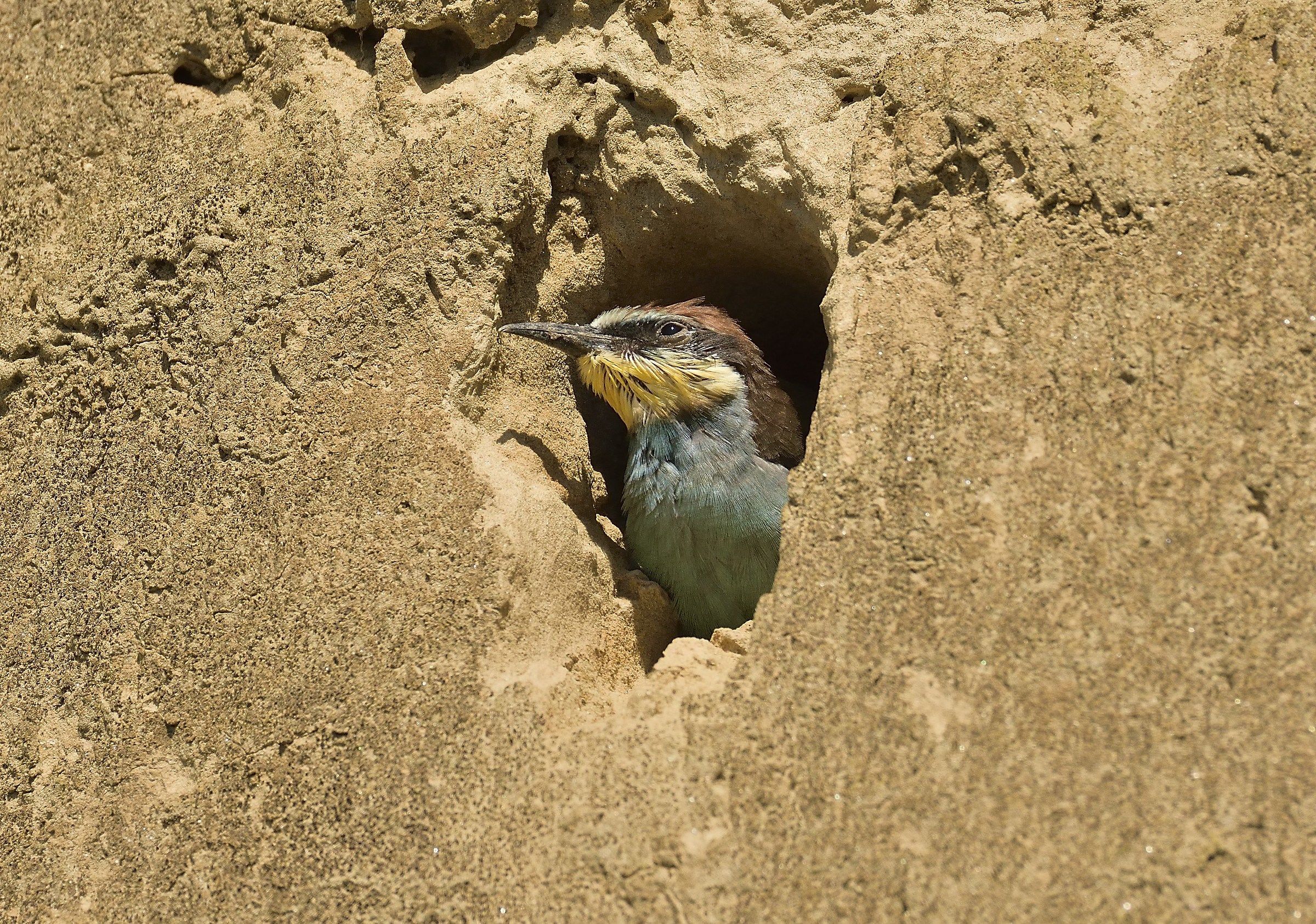 "Little" hungry Bee-eater in the nest...