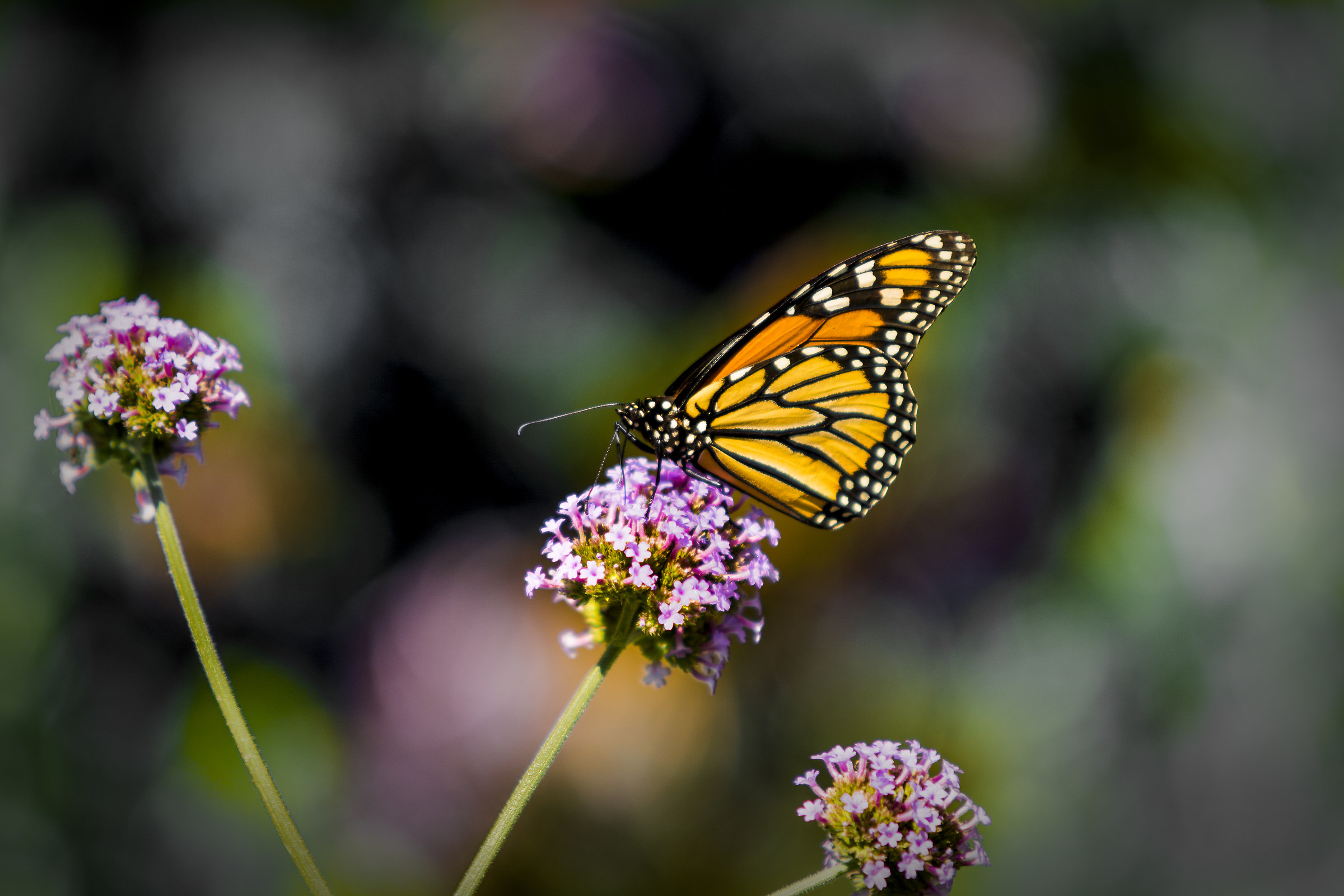 Butterfly in New York...