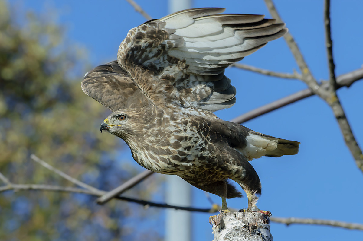 The takeoff of the full-size buzzard...