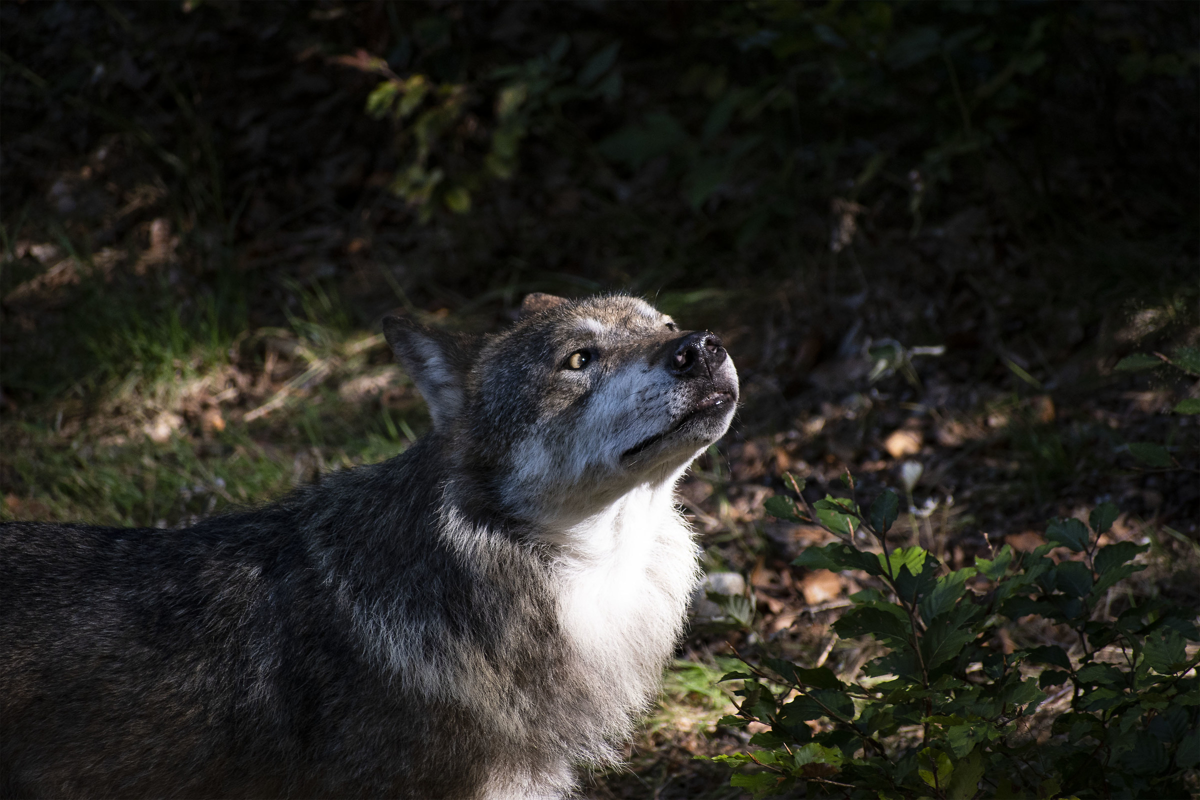Wolf at Bayerischer National Park...