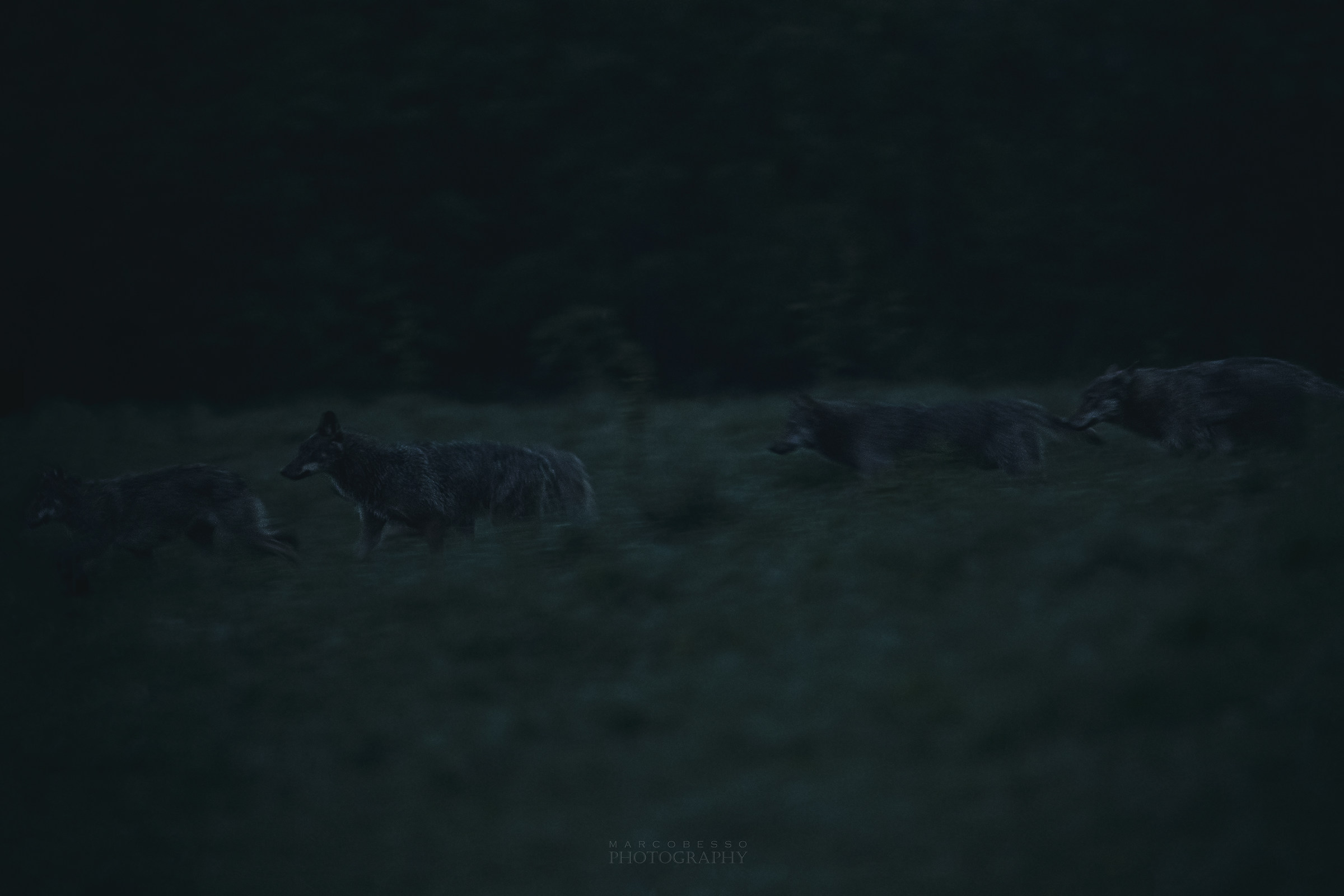 Wolves after sunset...