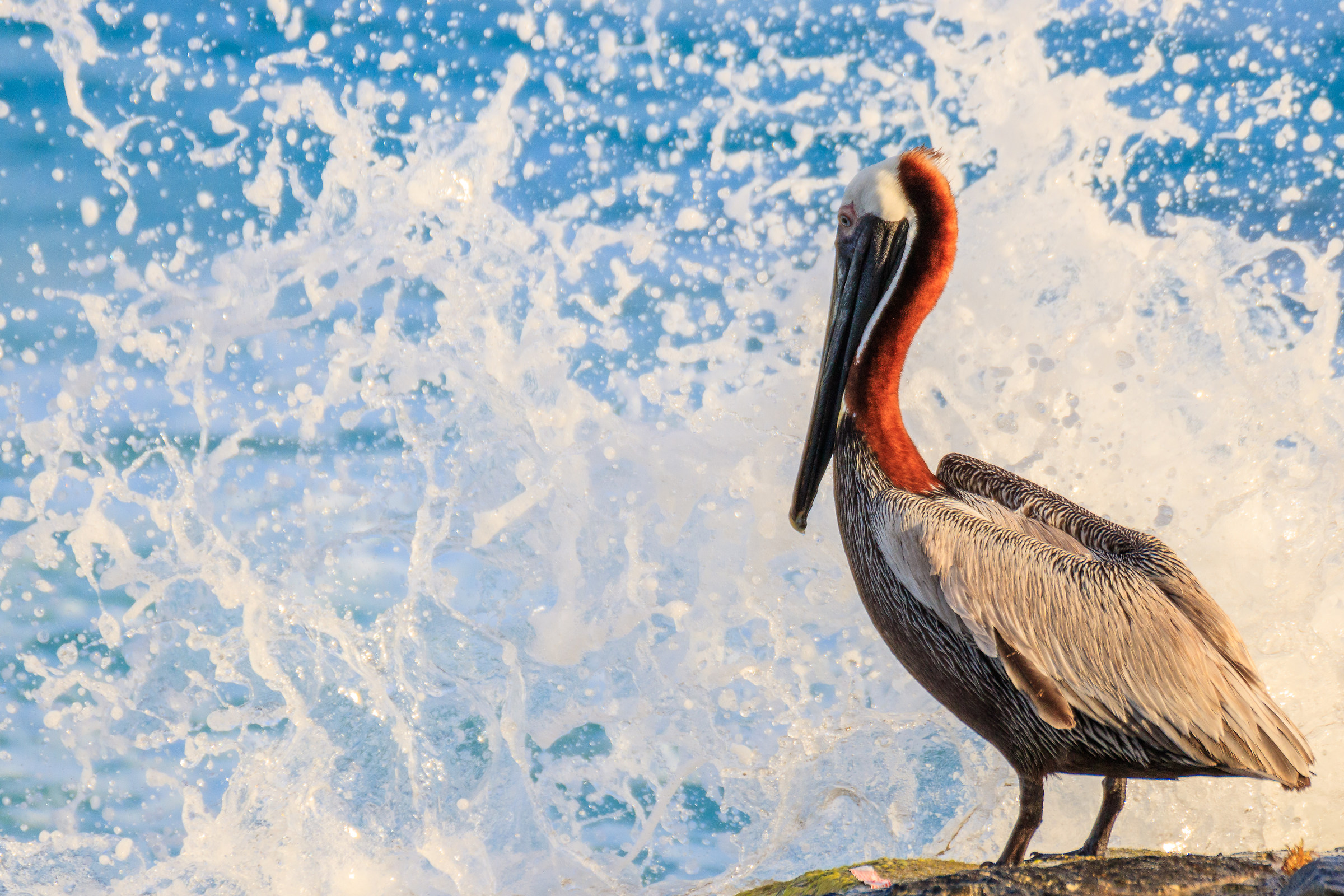 Pelican and the Waves...