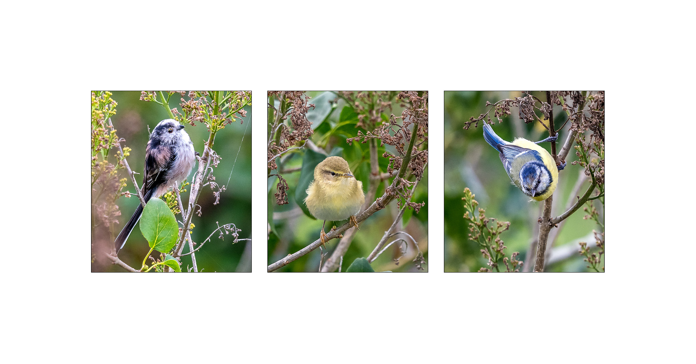Garden Bird Triptych...