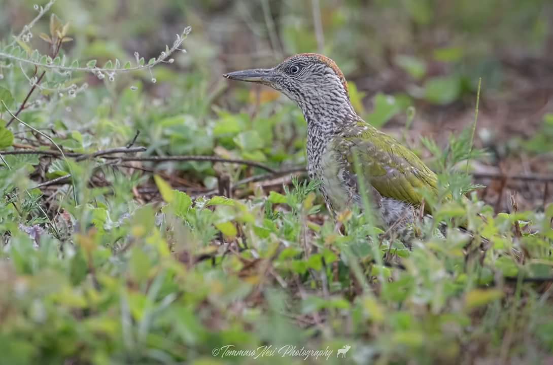 Young Green Woodpeckers ...