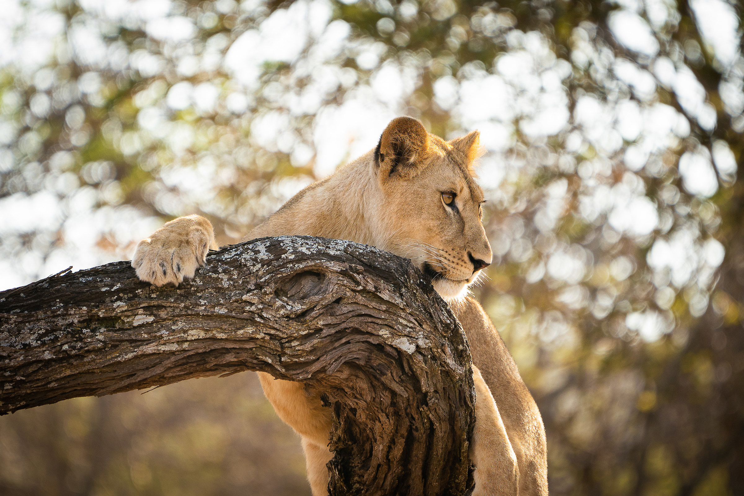 Serengeti - Ngorongoro...