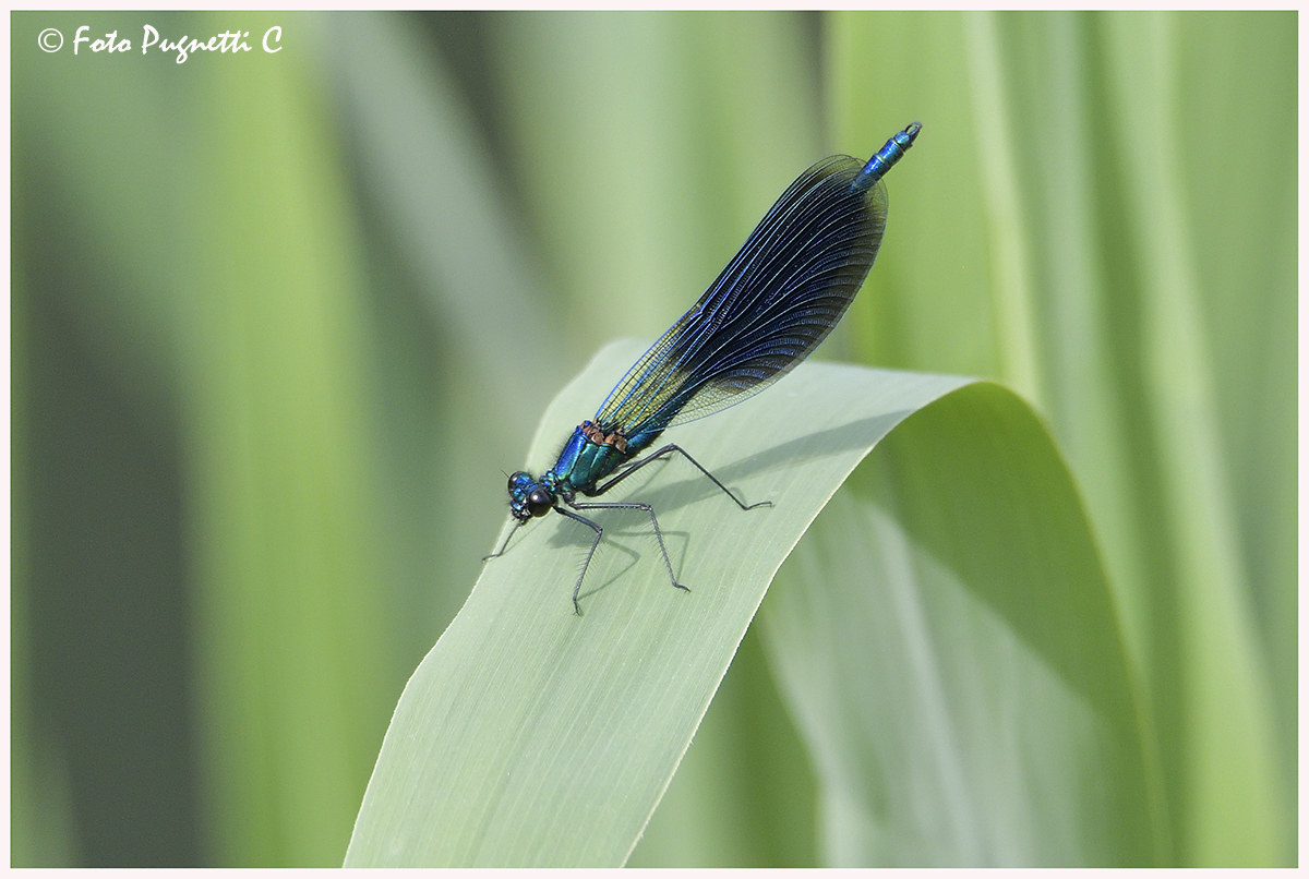 Dragonfly...