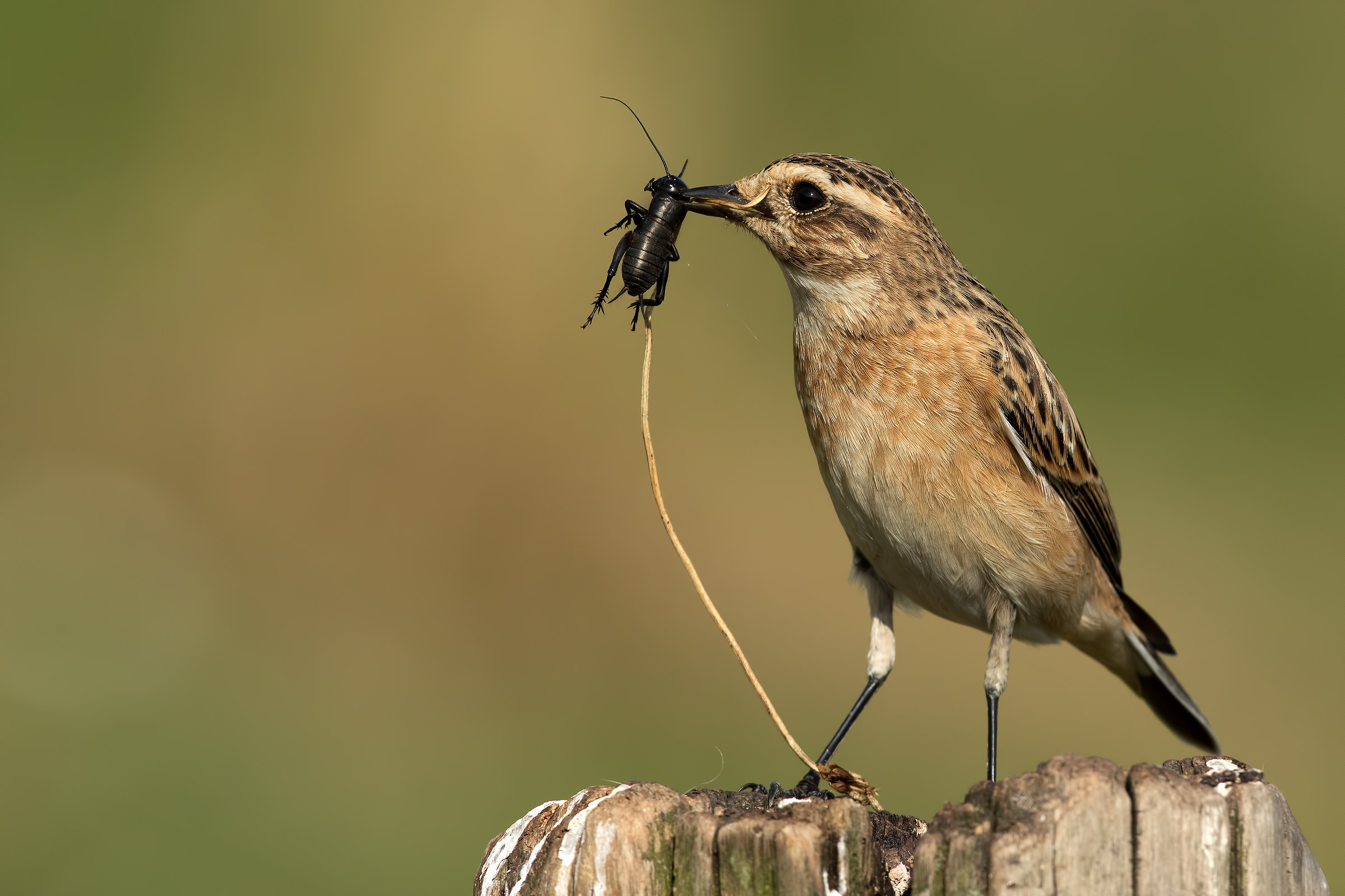 Whinchat with Prey...