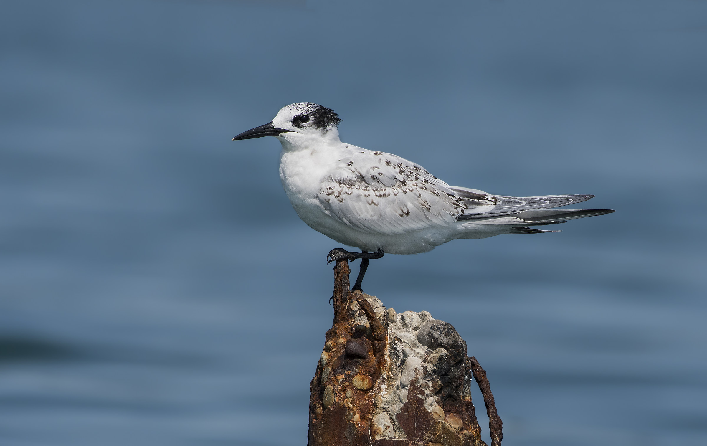 Sandwich Tern...