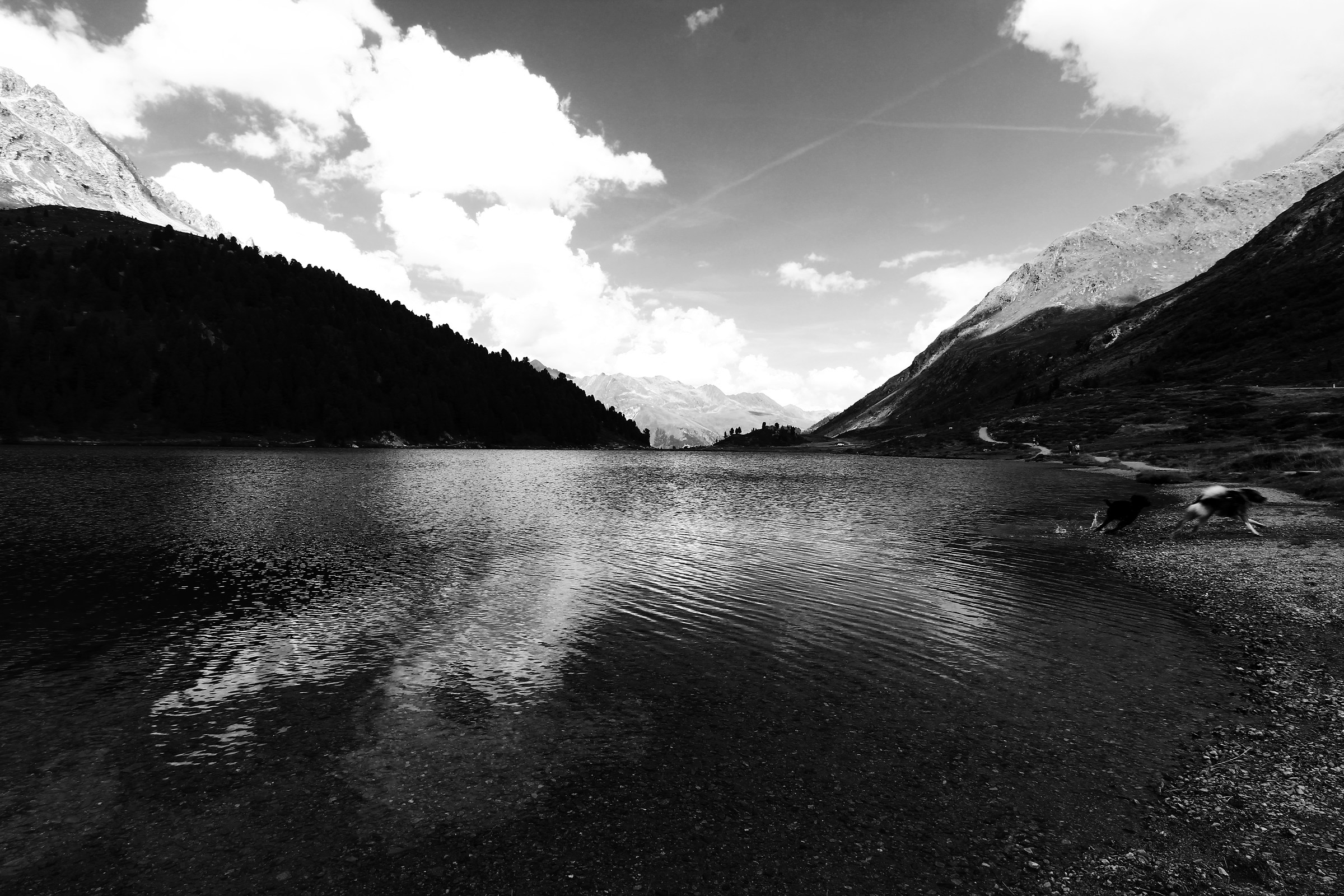Obersee with elements... canines...