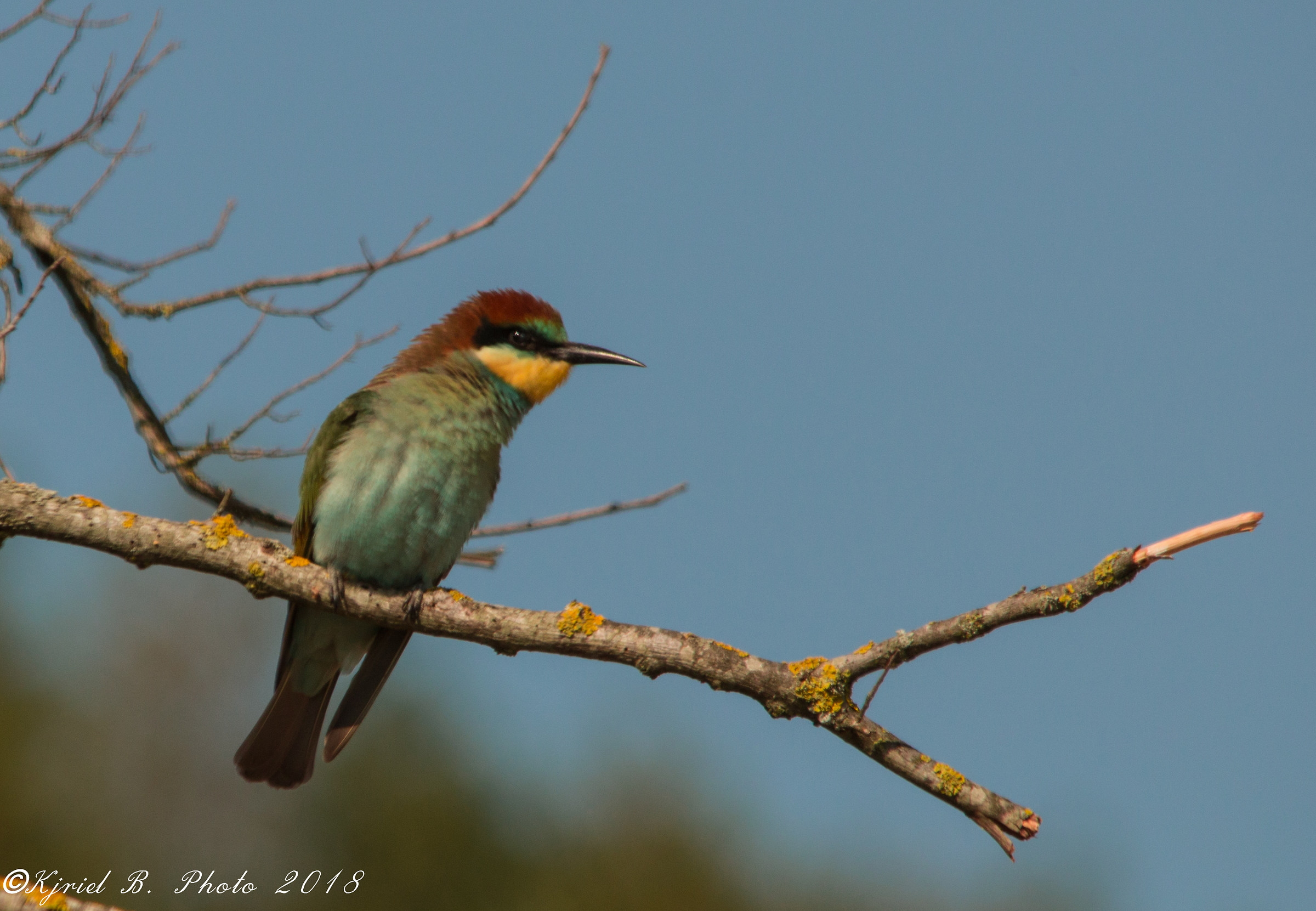 Bee-Eater 2...