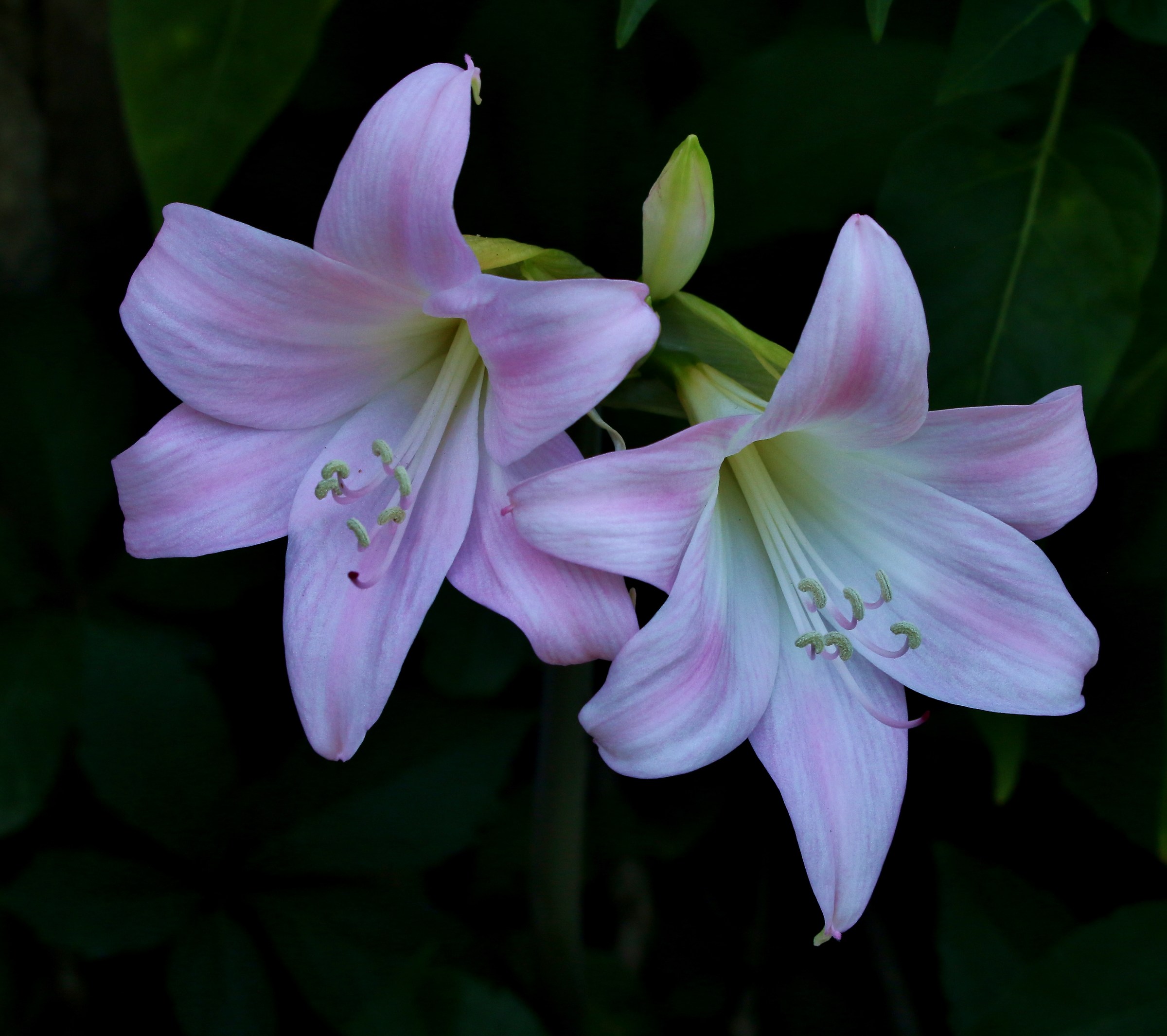 The Lilies...