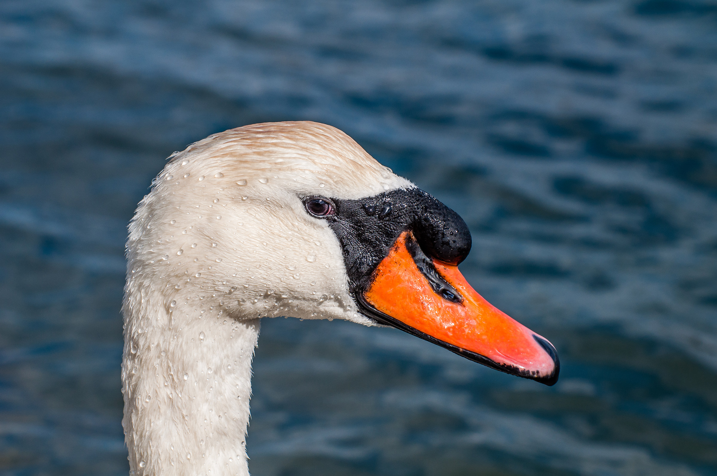 The Swan look...