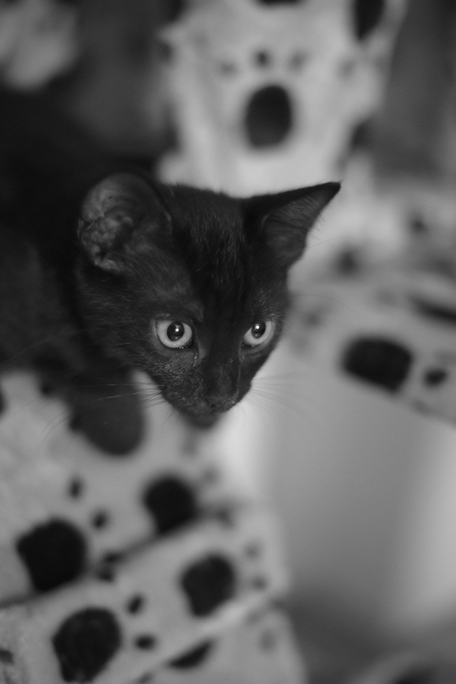 Gatto nero in bianco e nero...