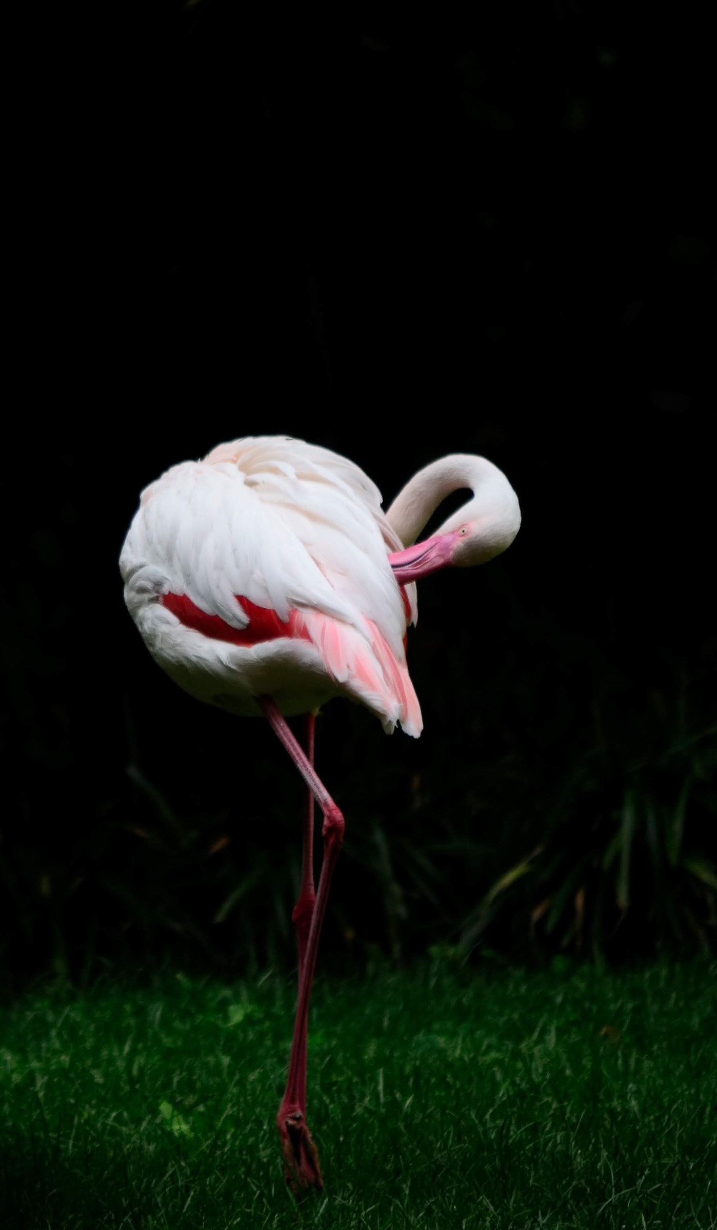 Flamingos in Milan...