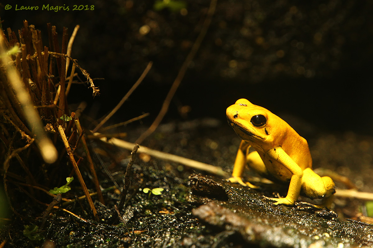 Golden Frog...