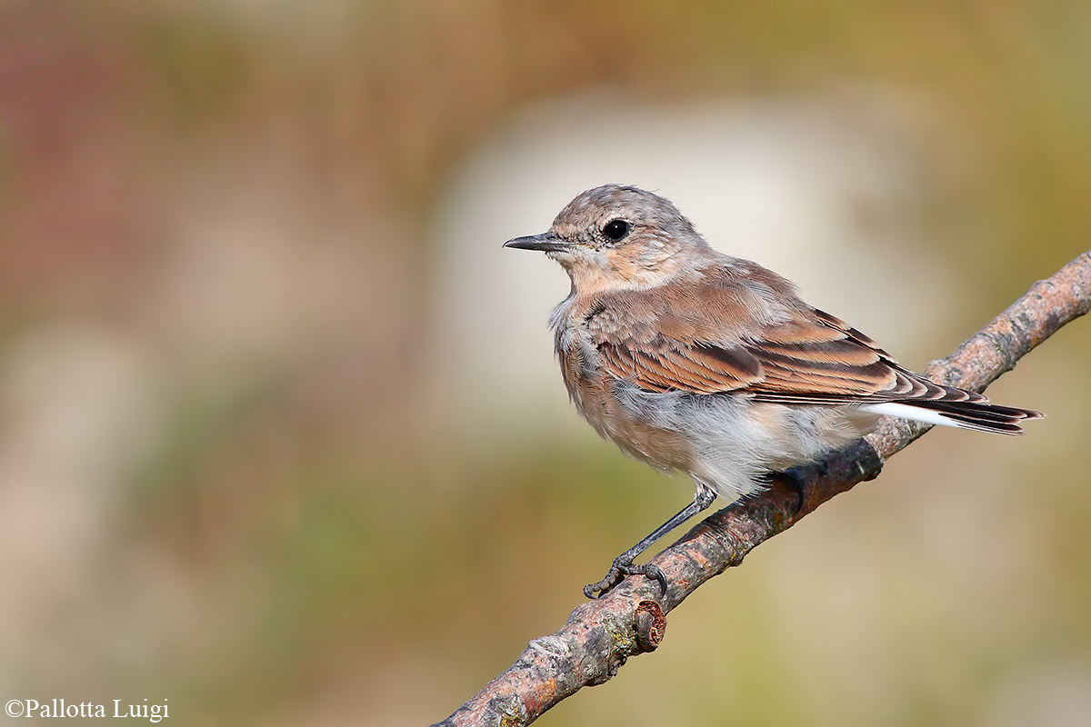 Young of Wheatear (Oenanthe oenanthe)...