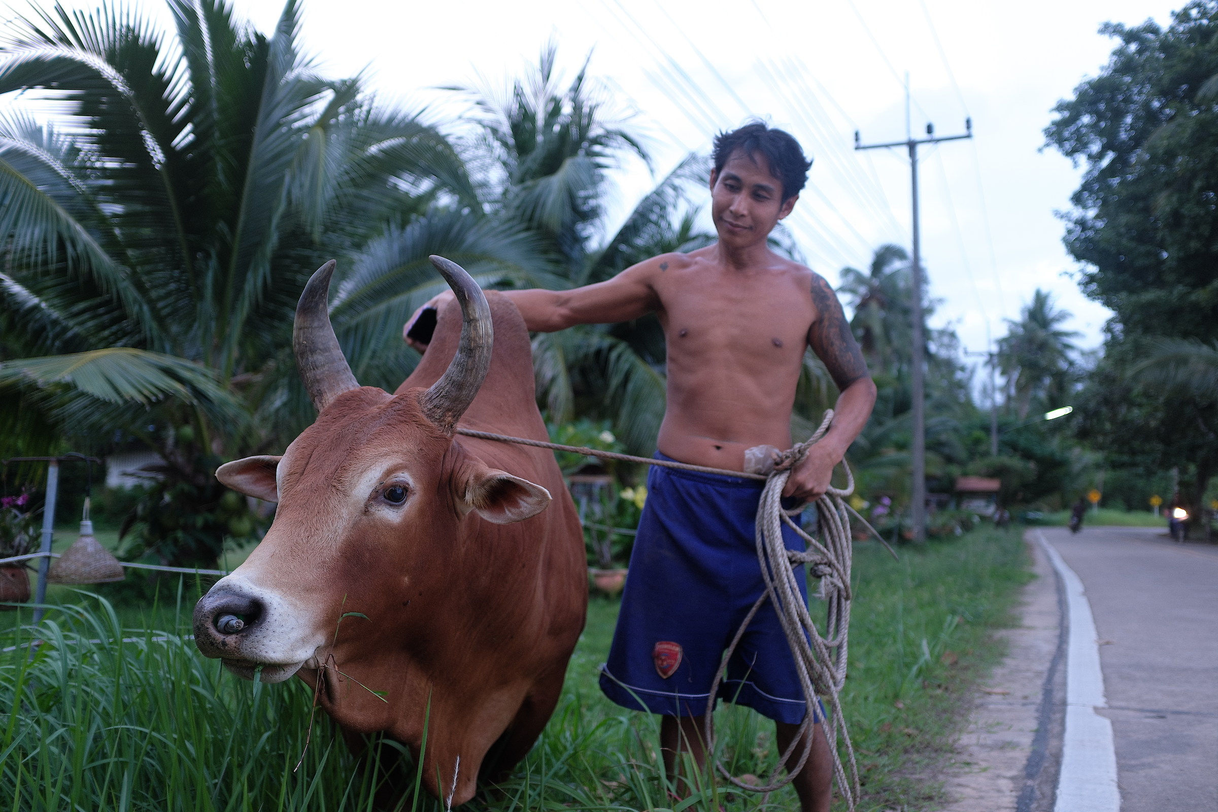 Khao Lak Cow-Keeper...