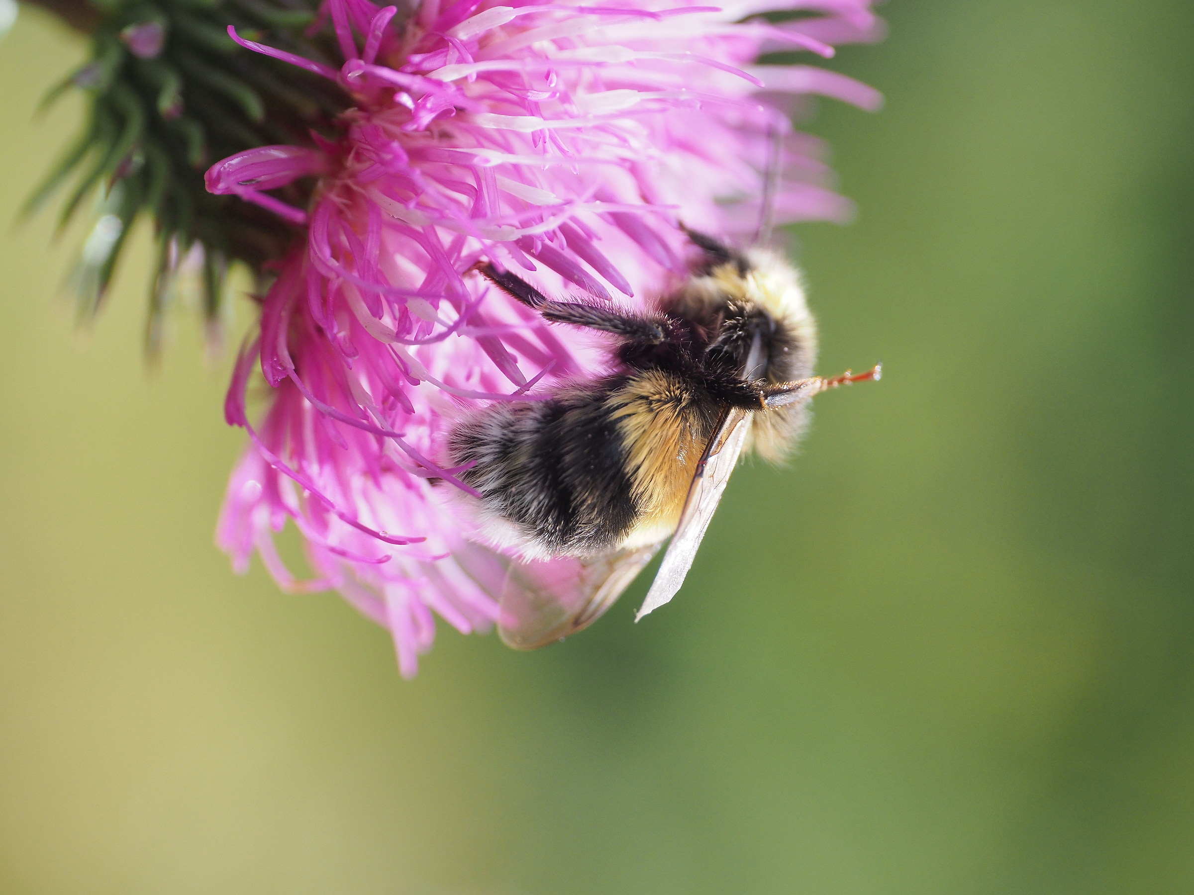 Banquet on the Thistle...