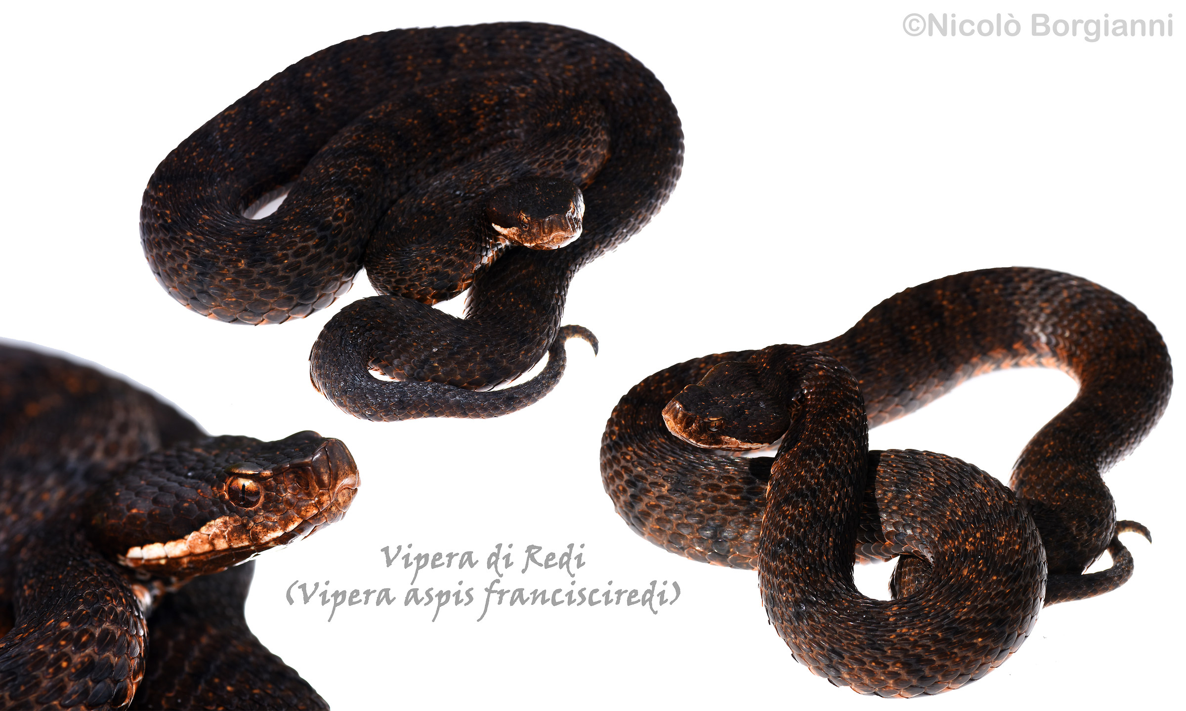 Vipera of Redi (melanotic specimen)...