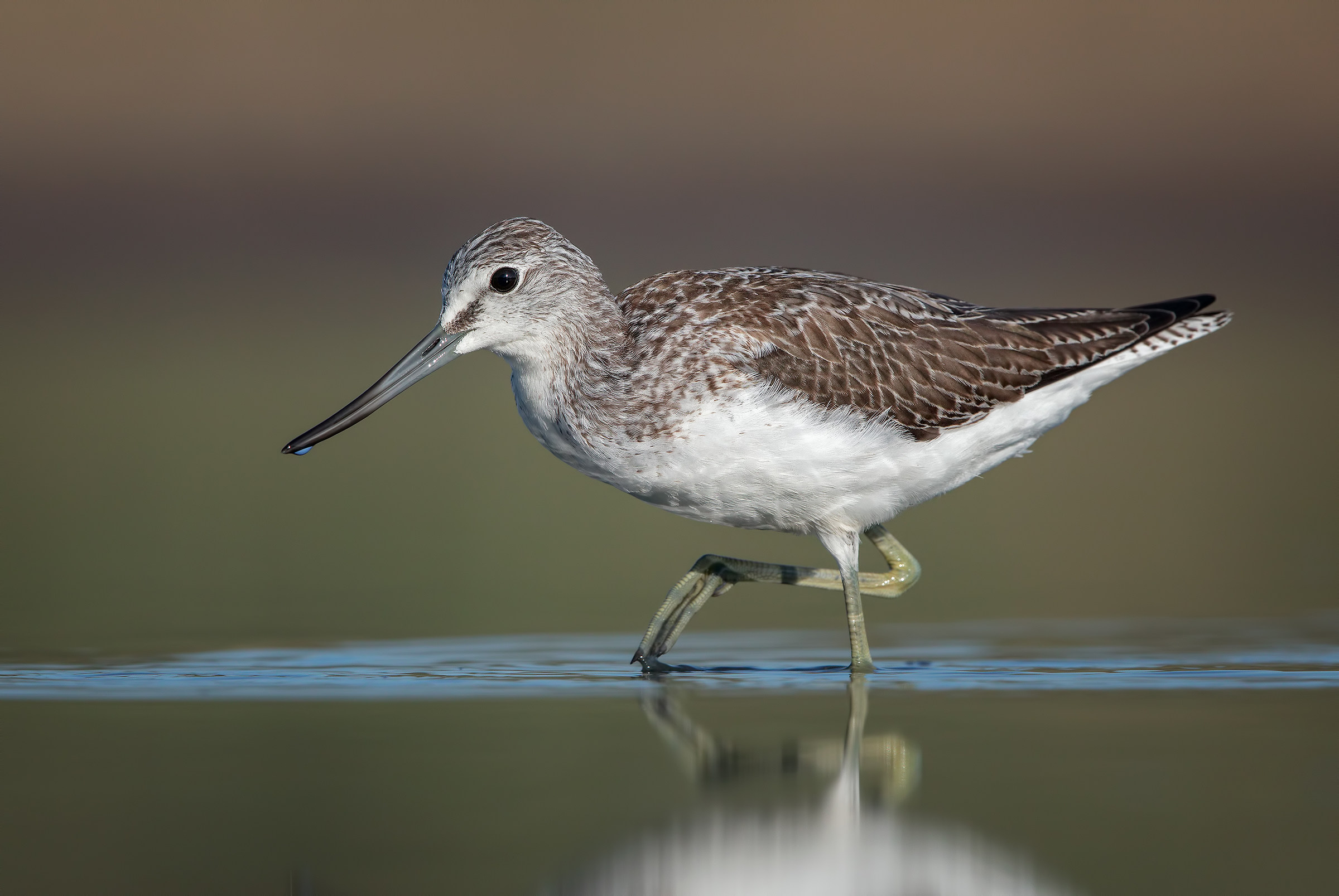 Greenshank...