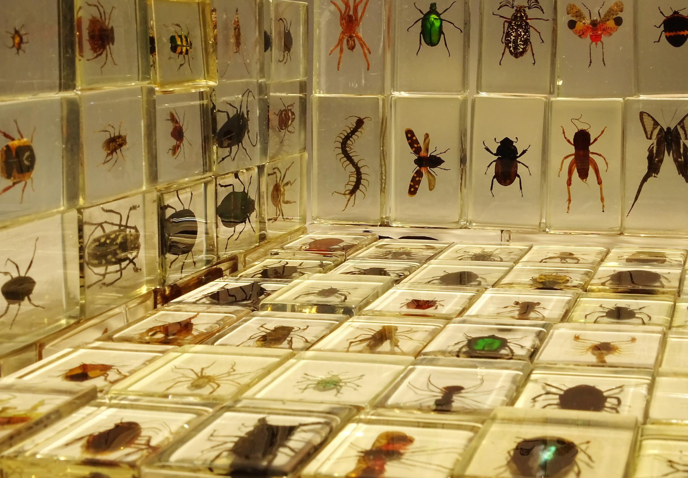 Resin Insects...