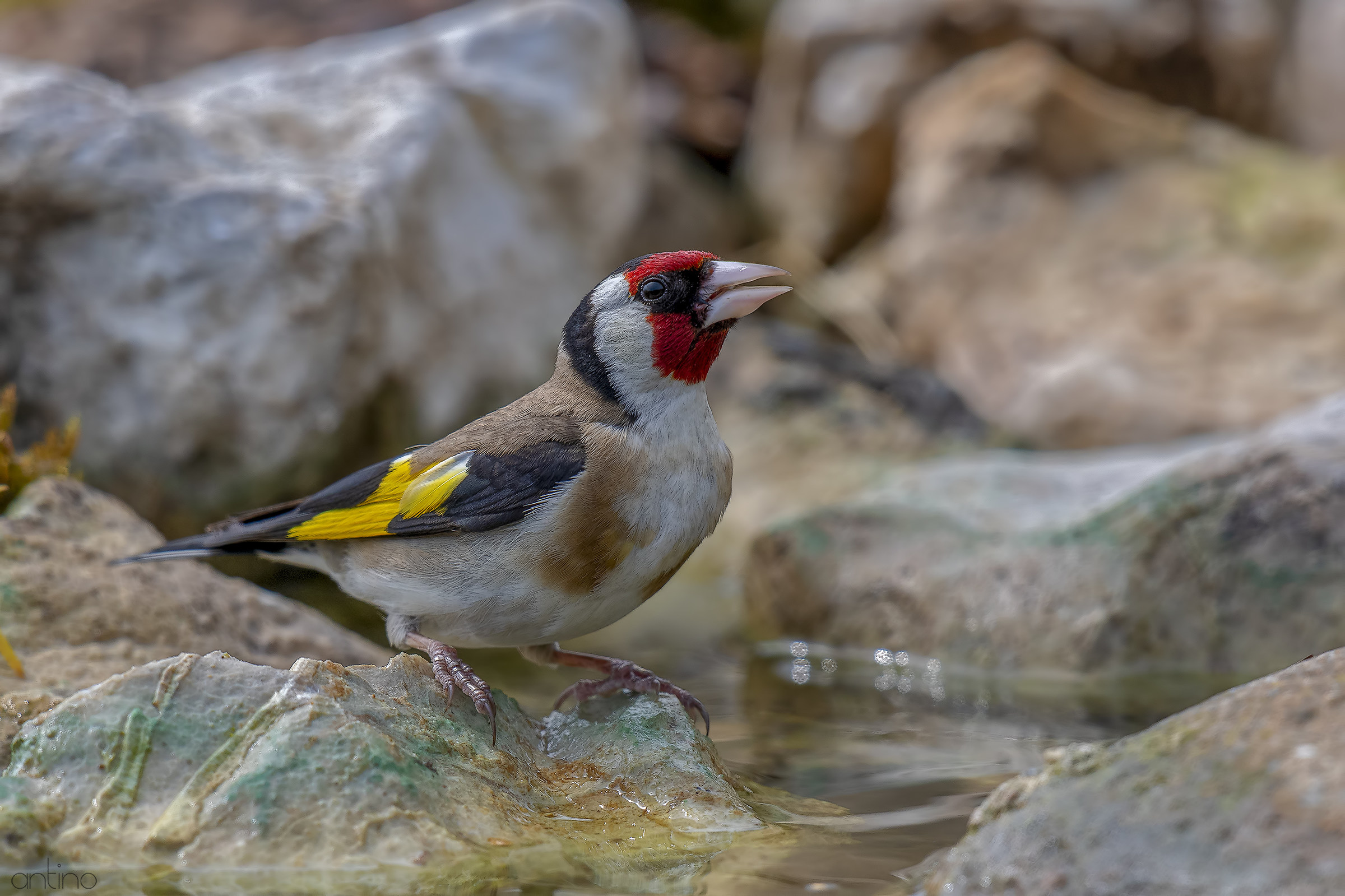 Goldfinch...