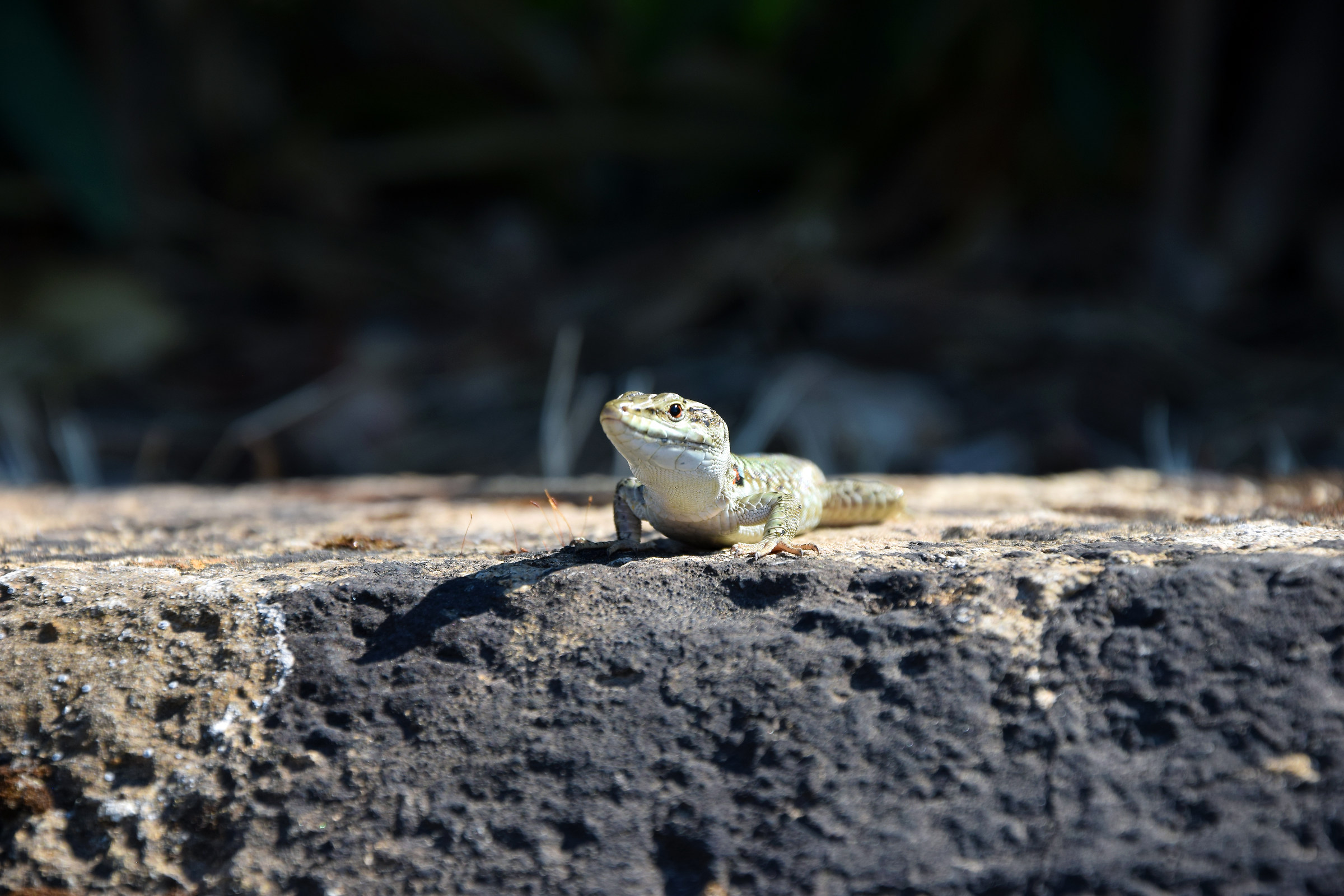 Podarcis Siculus...