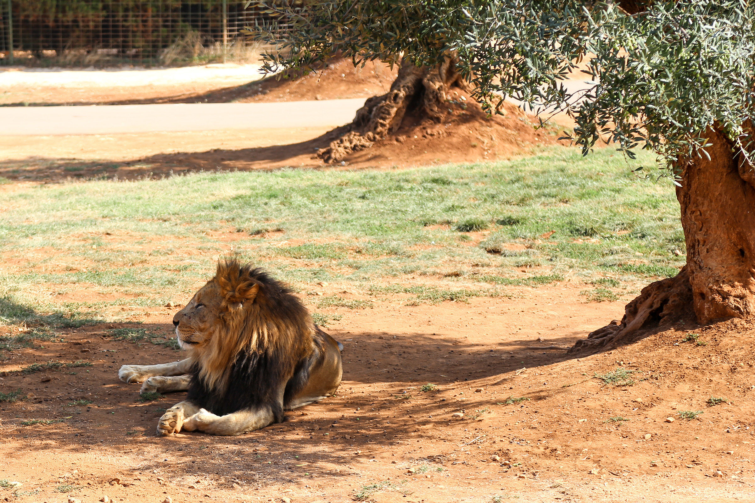 The king!...