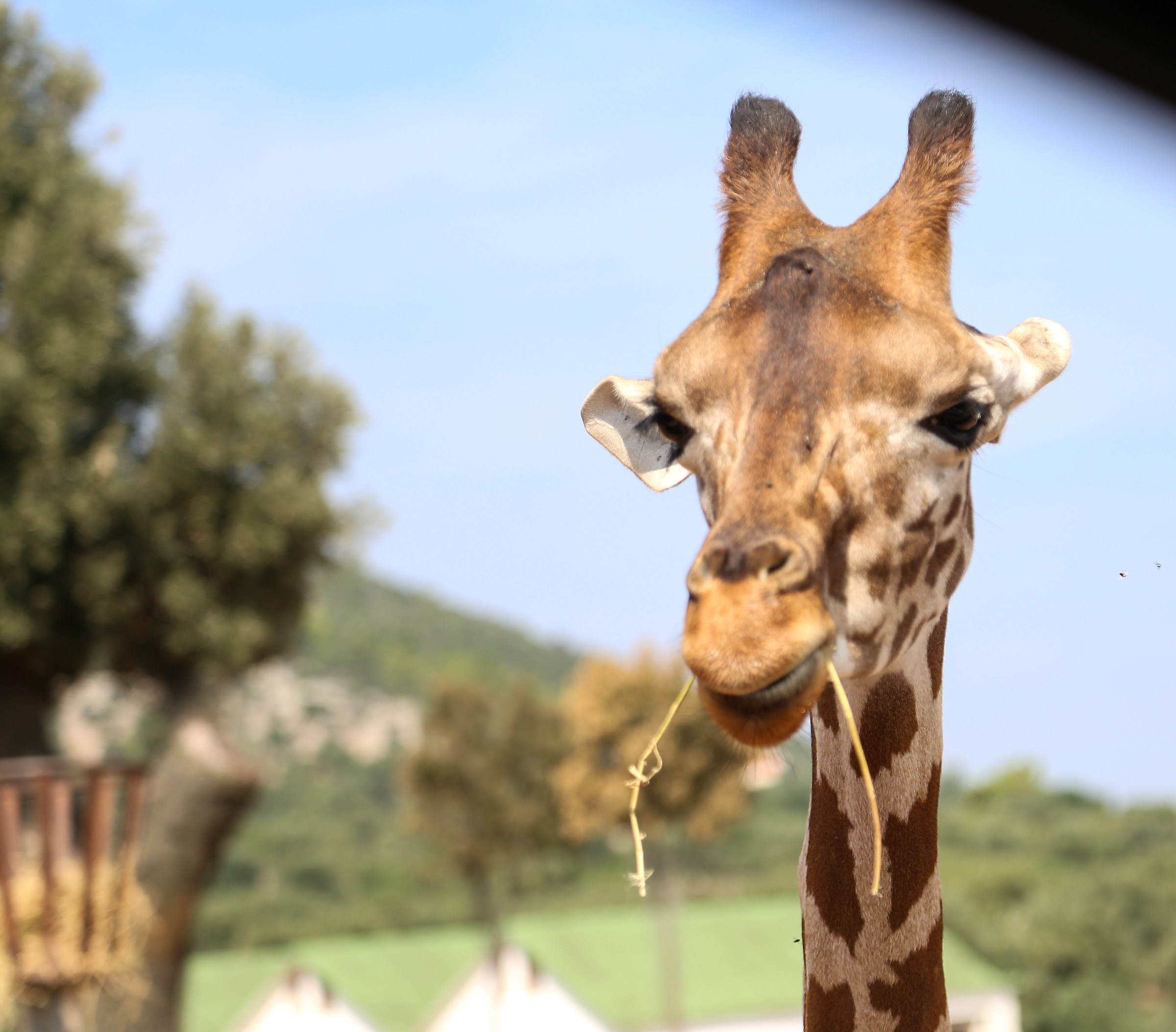 Giraffe Camelopardalis...