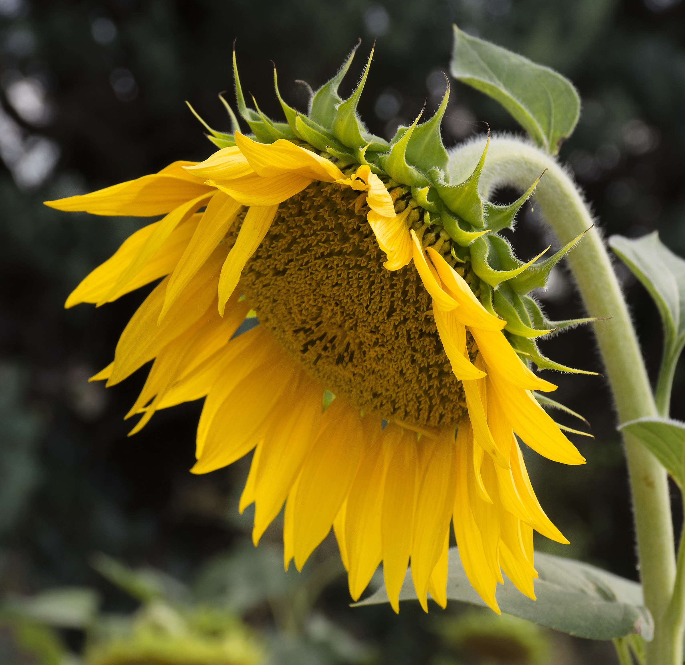 Tournesol de la Provence...