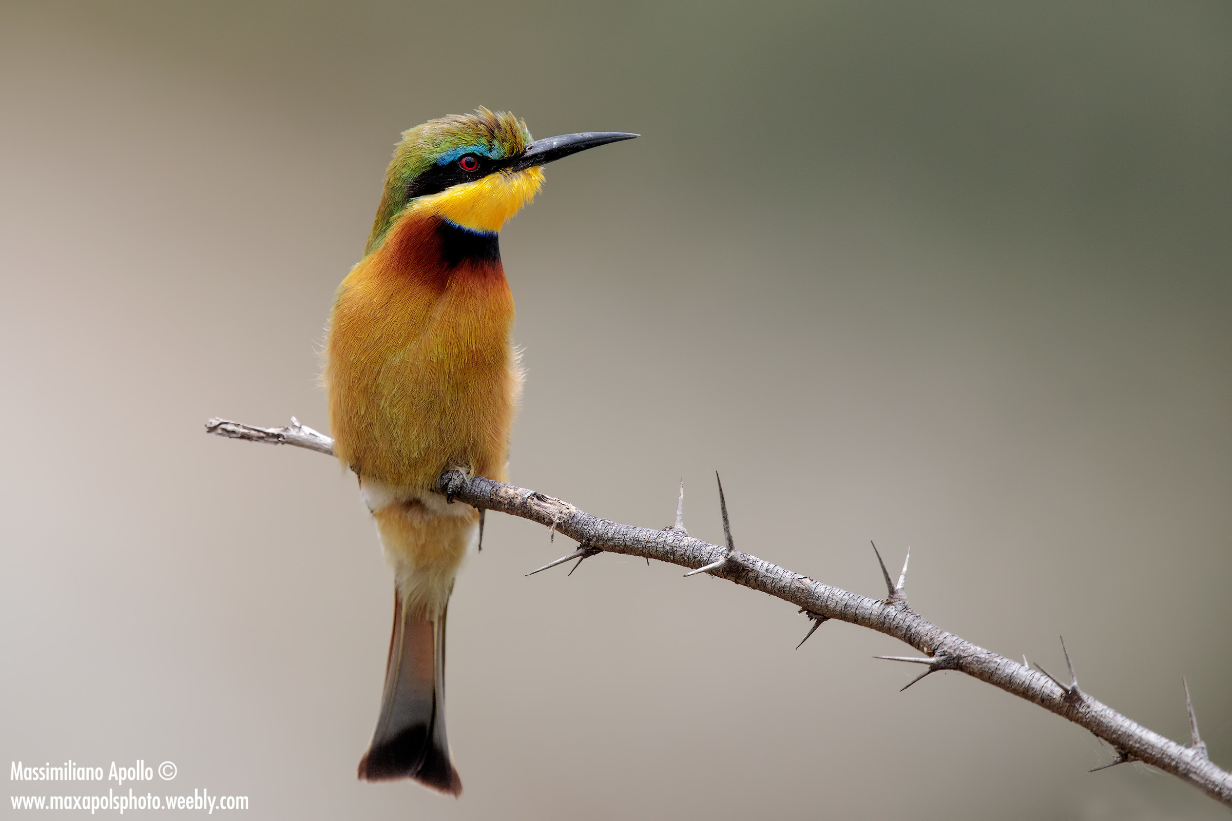 Pettocanin Minor Bee-eater......