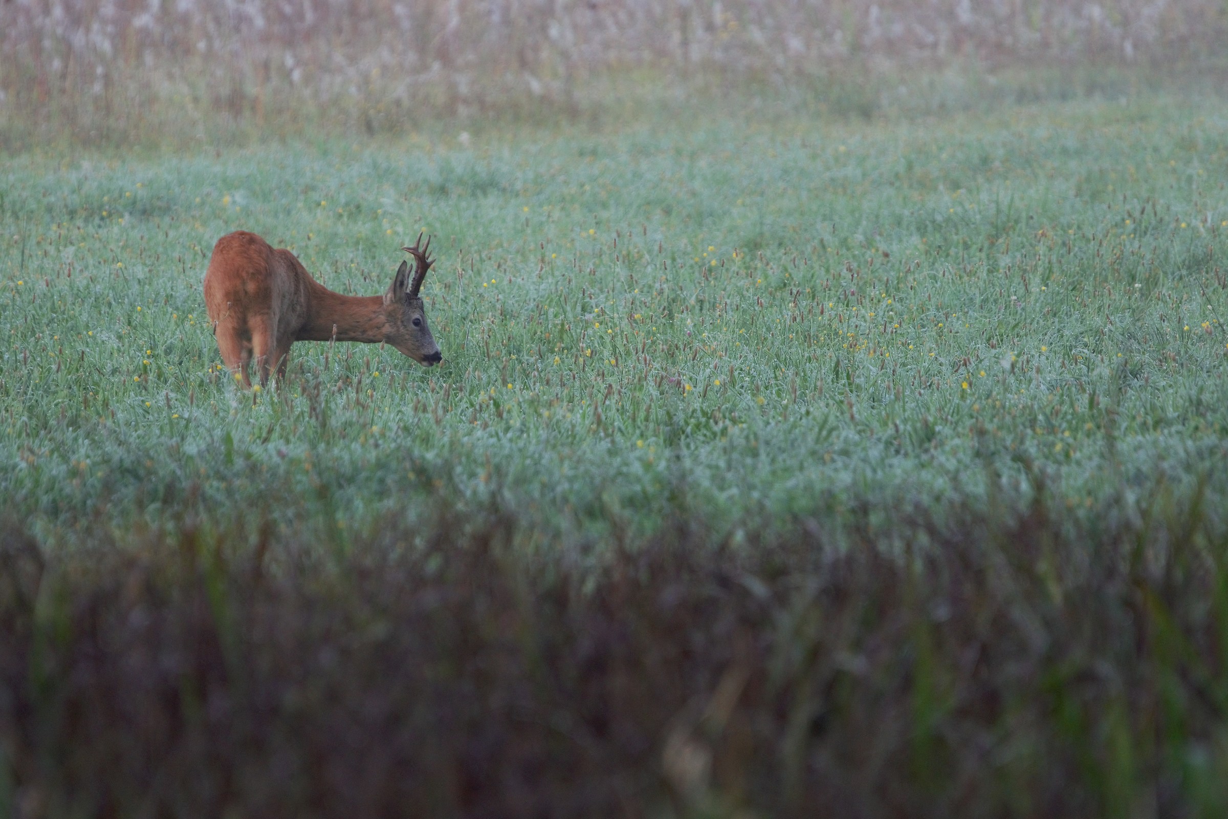 Roe deer (Capreolus capreolus)...