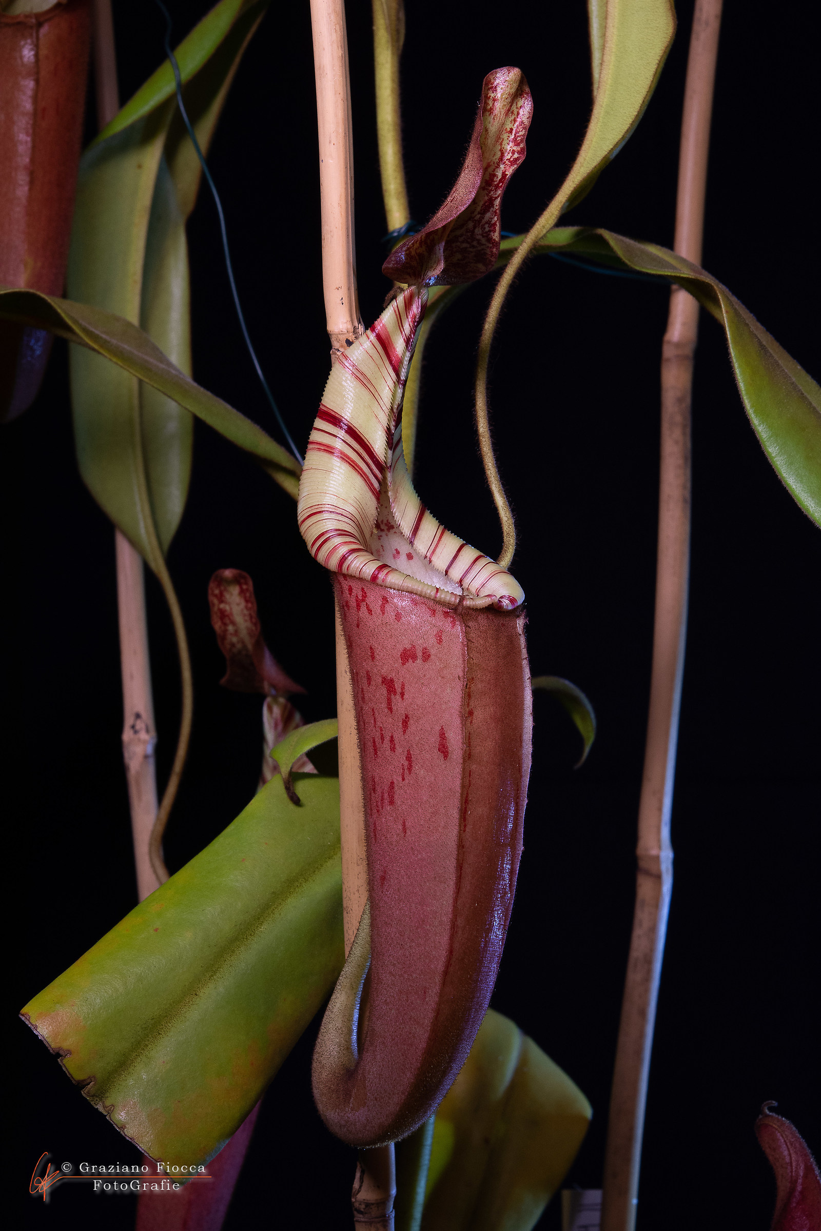 Nepenthes...