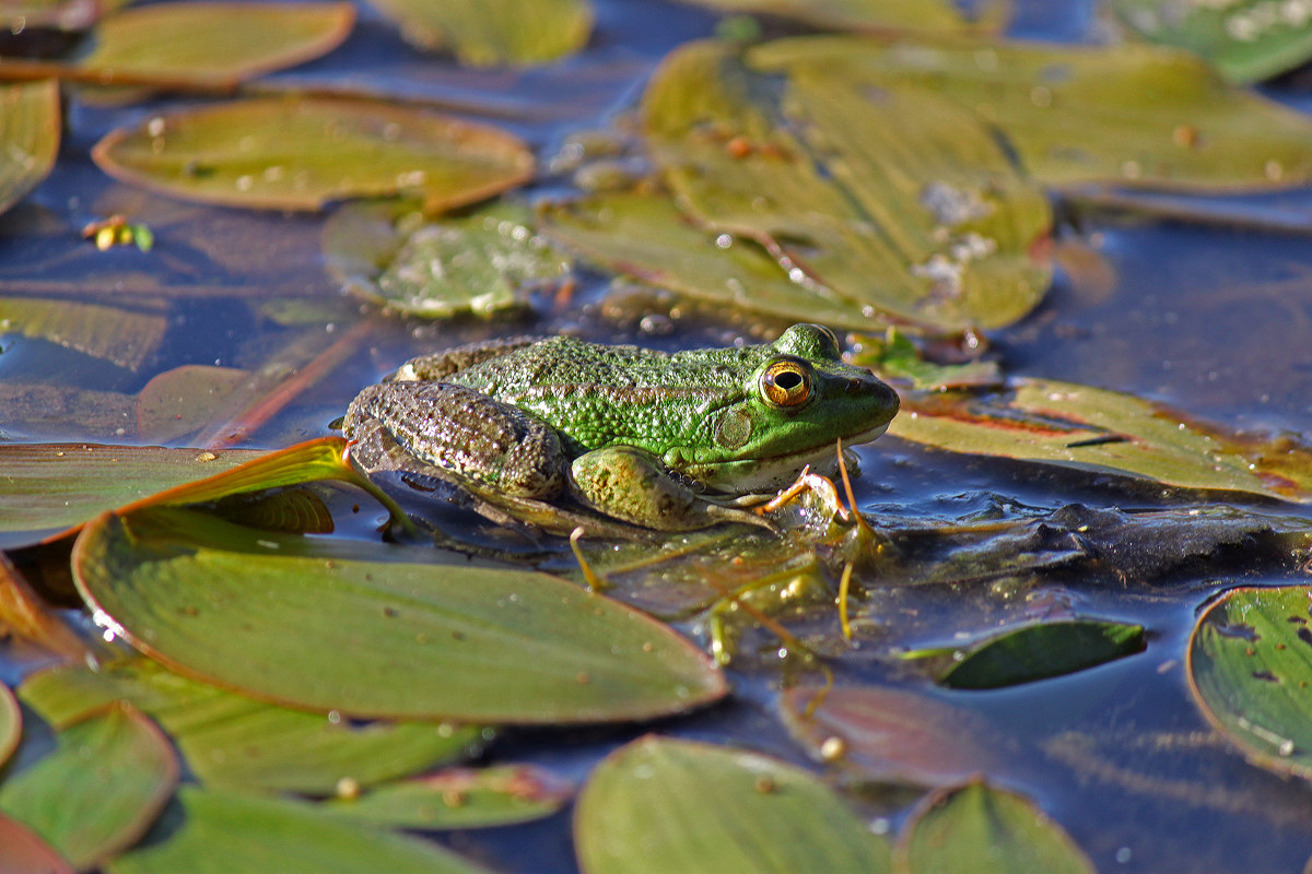 Green Frog...