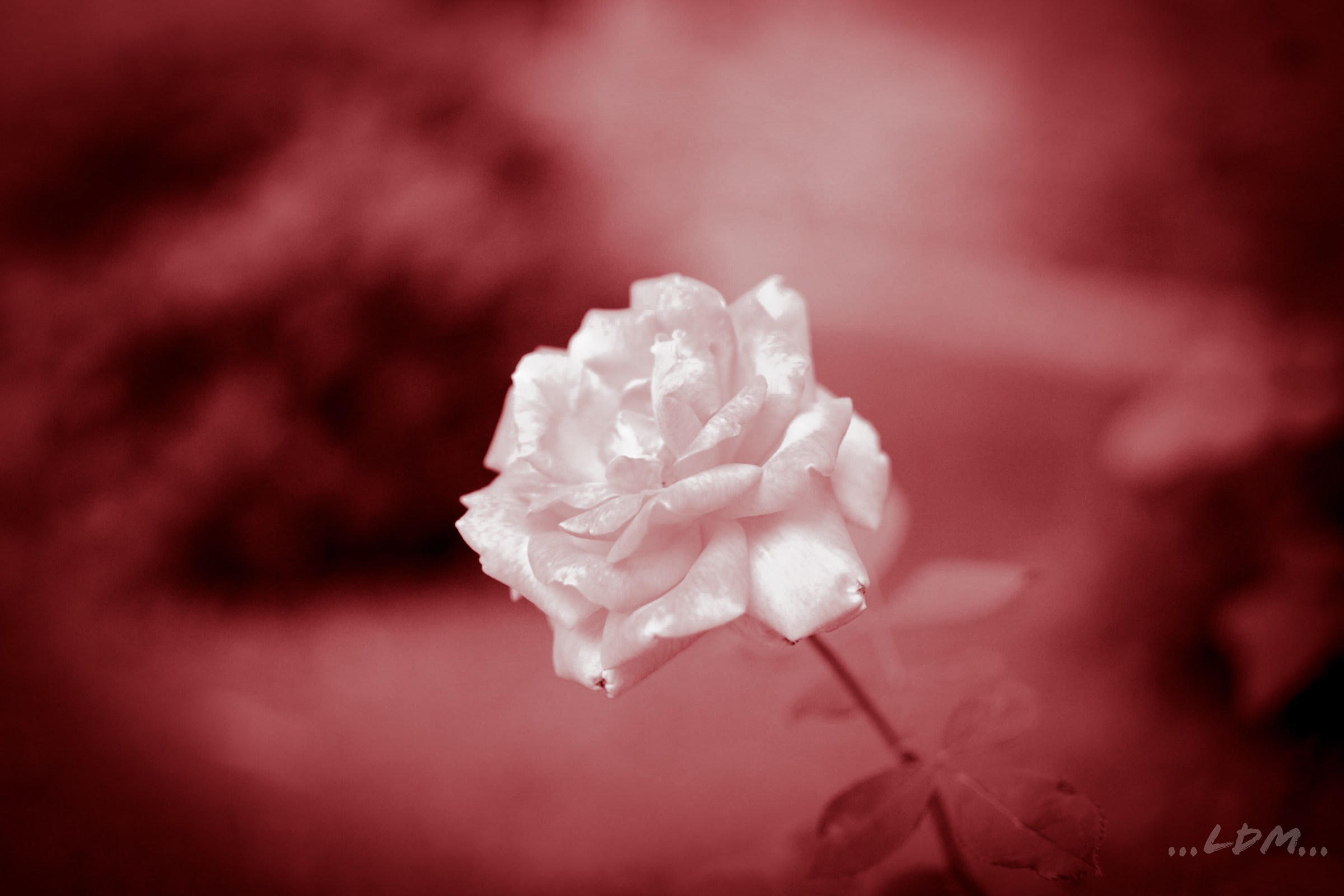 Romance...